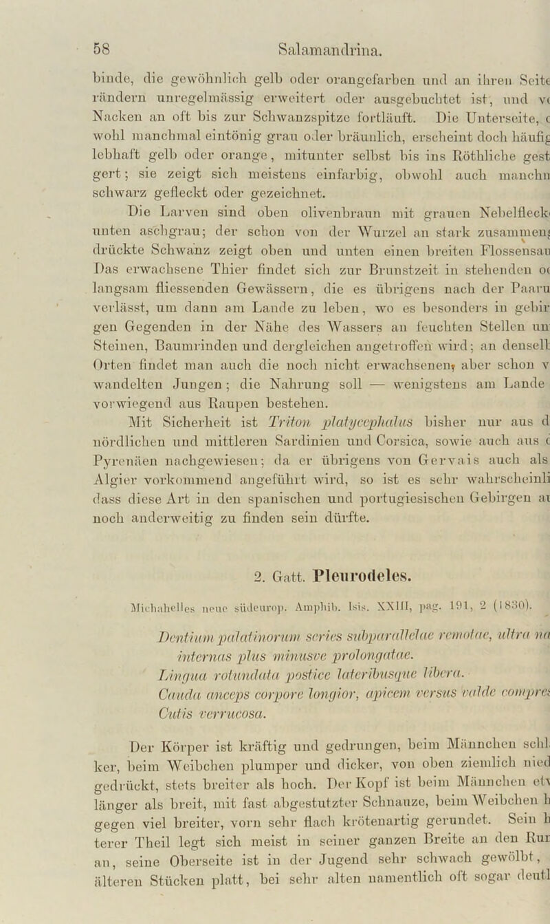 binde, die gewöhnlich gelb oder orangefarben und an iliren Seite rändern unregelmässig erweitert oder ausgebucbtet ist, und v( Nacken an oft bis zur Scbwanzspitze l'ortläuft. Die Unterseite, c wohl manchmal eintönig grau oder bräunlich, erscheint doch häufif; lebhaft gelb oder orange, mitunter selbst bis ins Röthliche gest gert; sie zeigt sich meistens einfarbig, obwohl auch manclin schwarz gefleckt oder gezeichnet. Die I jarven sind oben oliveubi-aun mit grauen Nebelflecki unten aschgrau; der schon von der Wurzel an stark zusammeuj drückte Schwanz zeigt oben und unten einen breiten Pdossensaii Das erwachsene Thier findet sich zur Brunstzeit in stehenden o( langsam fliessenden Gewässern, die es übrigens nach der Paaru verlässt, um dann am Lande zu leben, wo es besonders in gebir gen Gegenden in der Nähe des Wassers an feuchten Stellen un Steinen, Baumrinden und dei’gleicheu angetroffen wird; an denseil Orten findet man auch die noch nicht erwachsenen^ aber schon v wandelten Jungen ; die Nahrung soll — wenigstens am Lande vorwiegend aus Raupen bestehen. Mit Sicherheit ist Triton pJaiyccphahis bisher nur aus d nördlichen und mittleren Sardinien und Corsica, sowie auch aus c Pyrenäen nachgewiesen; da er übrigens von Gervais aiich als Algier vorkominend angeführt wird, so ist es sehr wahrscheinli dass diese Art in den spanischen und portugiesischen Gebirgen av noch anderweitig zu finden sein dürfte. 2. Gatt. Pleiirodcles. llicliahcllcs neue siuleuroji. Ampliili. Isi.<. XXIII, pu«;. 191, 2 (18A0). T)cntium 'paJaiinoruni scrics snhpamJlclüc rcinofae, ultra na internas plus mmiisve prolongatae. Lingua rotundata lujsticc laterihus(jnc libera. Cauda anceps corpore longior, apicem versus valdc concprci Cutis verrucosa. Der Körper ist kräftig und gedrungen, beim Männchen seht ker, beim Weibchen plumper und dickei’, von oben ziemlich nied gedrückt, stets breiter als hoch. Der Kopf ist beim Männchen et^ länger als breit, mit fast abgestutzter Schnauze, beim Weibchen h gegen viel breiter, vorn sehr flach krötenartig gerundet. Sein h terer Theil legt sich meist in seiner ganzen Breite an den Rur an, seine Oberseite ist in der Jugend sehr schwach gewölbt, älteren Stücken platt, bei sehr alten namentlich oft sogar deutl