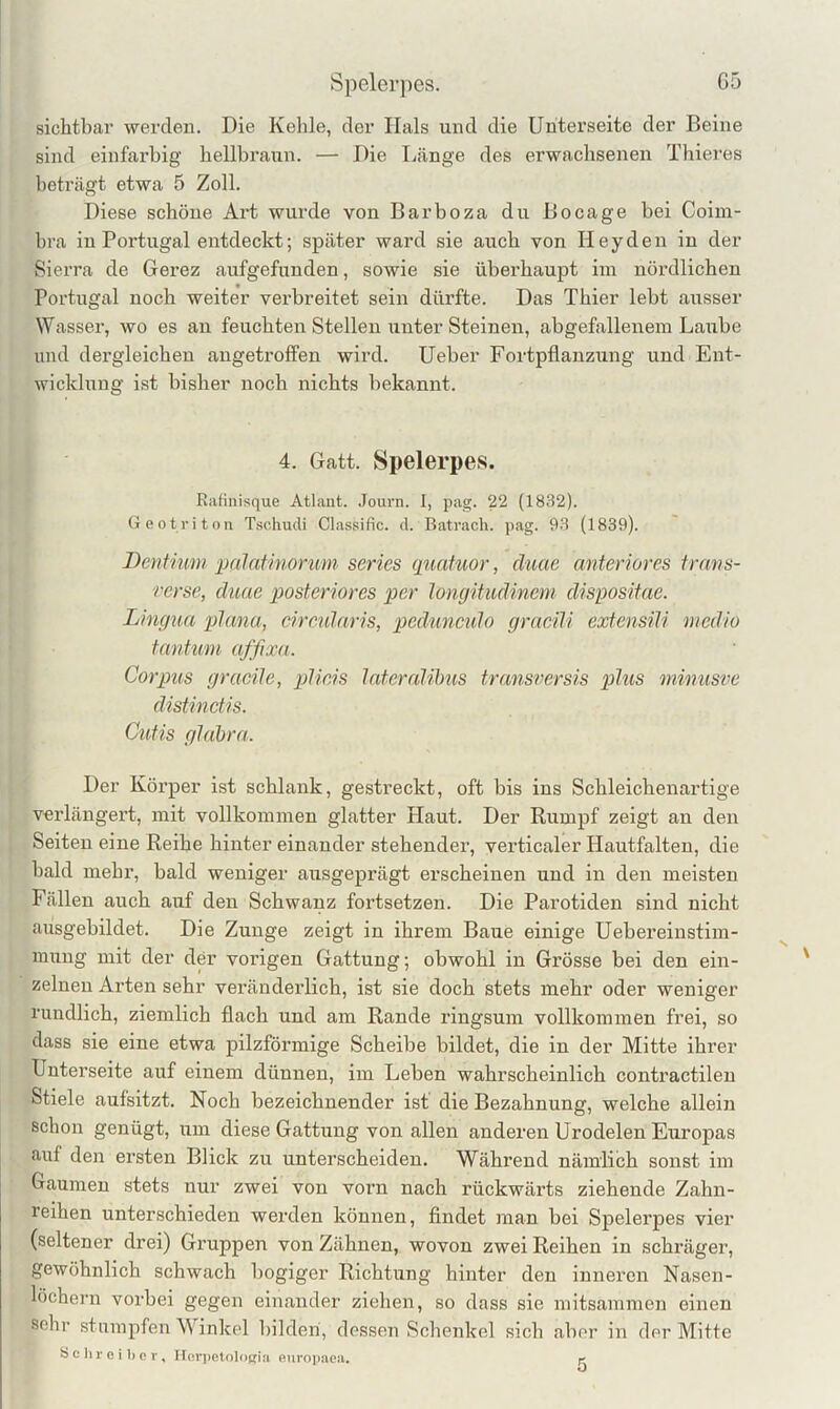 Spelerpes. G5 sichtbar werden. Die Kehle, der Hals und die Unterseite der Beine sind einfarbig hellbraun. — Die Länge des erwachsenen Thieres beträgt etwa 5 Zoll. Diese schöne Art wurde von Barboza du Bocage bei Coim- bra in Portugal entdeckt; später ward sie auch von Heyden in der Sierra de Gerez aufgefunden, sowie sie überhaupt im nördlichen Portugal noch weiter verbreitet sein dürfte. Das Thier lebt ausser Wasser, wo es an feuchten Stellen iinter Steinen, abgefallenem Laube und dei’gleichen angetrolfen wird, üeber Fortpflanzung und Ent- wicklung ist bisher noch nichts bekannt. 4. Gatt. Spelerpes. Ratinisque Atlant. .Journ. I, pag. 22 (1832). Geotriton Tschudi Classific. d. Batrach. pag. 93 (1839). Bent'ium palatinorum series quafuor, cluac anteriores trans- rerse, cluae posteriores per Jongituclinem dispositae. Lingua plana, cirenlaris, pcännculo graeili extensili medio tantum affrxa. Corpus gracile, plieis lateralihus transversis plus minusve distinctis. Cutis glahra. Der Körper ist schlank, gestreckt, oft bis ins Schleichenartige vexdängert, mit vollkommen glatter Haut. Der Rumpf zeigt an den Seiten eine Reihe hinter einander stehender, verticaler Hautfalteu, die bald mehr, bald weniger ausgeprägt erscheinen und in den meisten Fällen auch auf den Schwanz fortsetzen. Die Parotiden sind nicht ausgebildet. Die Zunge zeigt in ihrem Baue einige üebereinstim- inung mit der der vorigen Gattung; obwohl in Grösse bei den ein- zelnen Arten sehr veränderlich, ist sie doch stets mehr oder weniger rundlich, ziemlich flach und am Rande ringsum vollkommen frei, so dass sie eine etwa pilzförmige Scheibe bildet, die in der Mitte ihrer Unterseite auf einem dünnen, im Leben wahrscheinlich contractilen Stiele aufsitzt. Noch bezeichnender ist die Bezahnung, welche allein schon genügt, um diese Gattung von allen anderen Urodelen Europas auf den ersten Blick zu unterscheiden. Während nämlich sonst im Gaumen stets nur zwei von vorn nach rückwärts ziehende Zahn- reihen unterschieden werden können, flndet man bei Spelerpes vier (seltener drei) Gruppen von Zähnen, wovon zwei Reihen in schräger, gewöhnlich schwach bogiger Richtung hinter den inneren Nasen- löchern vorbei gegen einander ziehen, so dass sie mitsammen einen sehr stumpfen AVinkel bilden, dessen Schenkel sich tabor in der Mitte Öclireibcr, Ilorpetoloftin europjieji. ^