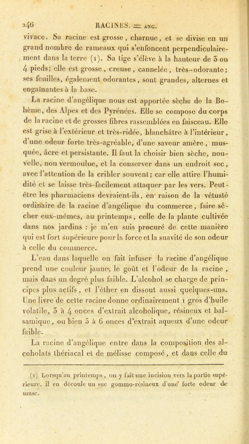 vivace. Sa racine est grosse, charnue, et se divise en un grand nombre de rameaux qui s’enfoncent perpendiculaire- I ment dans la terre (i). Sa lige s’élève à la hauteur de .5 ou 4 pieds; elle est grosse, creuse, cannelée, très-odorante; ses feuilles, également odorantes, sont grandes, alternes et engainantes à la base. La racine d’angélique nous est apportée sèche de la Bo- hème, des Alpes et des Pyrénées. Elle se compose du corps de la racine et de grosses fibres rassemblées en faisceau. Elle est grise à l’extérieur et très-ridée, blanchâtre à l’intérieur, d une odeur lorle très-agréable, d’une saveur amère, mus- quée, âcre et persistante. Il faut la choisir bien sèche, nou- velle, non vermoulue, et la conserver dans un endroit sec, avec l’attention de la cribler souvent; car elle attire l’humi- dité et se laisse très-facilement attaquer par les vers. Peut- être les pharmaciens devraient-ils, en raison de la vétusté ordinaire de la racine d’angélique du commerce, faire sé- cher eux-mêmes, au printemps, celle de la plante cultivée dans nos jardins : je m’en suis procuré de cette manière (jui est fort supérieure pour la force et la suavité de son odeur à celle du commerce. L’eau dans laquelle on fait infuser la racine d’angélique prend une couleur jaune*, le goût et l’odeur de la racine , mais dans un degré plus faible. L’alcohol se charge de prin- cipes plus actifs, et l’éther en dissout aussi quelques-uns. Une livre de celle racine donne ordinairement i gros d’huile volatile, 3 à 4 onces d’extrait alcoholique, résineux et bal- samique, ou bien 5 à 6 onces d’extrait aqueux d’une odeur faible. La racine d’angélique entre dans la compo^tion des al- coholals ihériacal et de mélisse composé, et dans celle du (i) Lorsqu’au priiileiups , on y fait une iucisiou vers la partie supé- rieure, il eu découle un suc gommo-résiueux d'une* forte odeui' do musc.