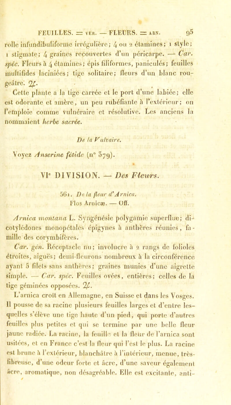 FEUILLES. = ver. — FLEURS. = arn. n5 rolle infundibuliformc irrégulière; 4 ou 2 étamines; 1 style ; I stigmate; 4 graines recouvertes d’un péricarpe. —- Car. spéc. Fleurs à 4 étamines; épis filiformes, paniculés; feuilles mullifides laciniées; tige solitaire; fleurs d’un Liane rou- geâtre'. c2ft. Cette plante a la lige carrée et le port d’une labiée; clic est odorante et amère, un peu rubéfiante à l’extérieur; on l’emploie comme vulnéraire et résolutive. Les anciens la nommaient herbe sacrée. De la Vulvaire. Voyez Anserine fétide (n° 579). ' % VIe DIVISION. — Des Fleurs. 501. De la fleur cl’Arnica. Flos Aruicæ. — (JfL Arnica monlana L. Syngénésie polygamie superflue; di-» cotylédones monopétalôs épigynes à anthères réunies, fa - mille des corymbifères. Car. gcn. Réceptacle nu; involucre à 2 rangs de folioles étroites, aiguè's; demi-fleurons nombreux à la circonférence ayant 5 filets sans anthères; graines munies d’une aigrette simple. — Car. spéc. Feuilles ovées, entières; celles de la tige géminées opposées. L’arnica croit en Allemagne, en Suisse et dans les Vosges. II pousse de sa racine plusieurs feuilles larges et d’entre les- quelles s’élève une tige haute d’un pied, qui porte d’autres feuilles plus petites et qui se termine par une belle fleur jaune radiée. La racine, la feuille et la fleur de l’arnica sont usitées, et en France c’est la fleur qui l’est le plus. La racine est brune h l’extérieur, blanchâtre à l’intérieur, menue, très- fibreuse, d’une odeur forte et âcre, d’une saveur également âcre, aromatique, non désagréable. Elle est excitante, anti-