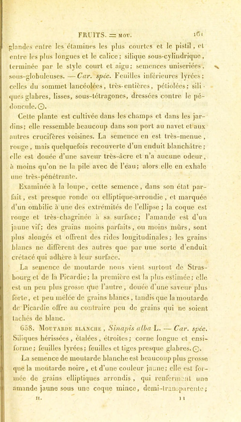 FRUITS. ~ mov. ifii glandes mire les étamines les plus courtes et le pistil, cl entre les plus longues cl le calice; silicjue sous-cylindriquo, terminée par le style court et aigu; semences uniseriées, v sous-globuleuses.—Car. spcc. Feuilles inférieures lyrées; celles du sommet lancéolées , très-entières, péliolées; si 1 i - ques glabres, lisses, sous-tétragones, dressées contre le pé- doncule.©. Cette plante est cultivée dans les champs et dans les jar- dins; elle ressemble beaucoup dans son port au navet et aux autres crucifères voisines. La semence en est très-menue, rouge, mais quelquefois recouverte d’un enduit blanchâtre; elle est douée d’une saveur très-âcre et n’a aucune odeur, ;i moins qu’on ne la pile avec de l’eau; alors elle en exhale une très-pénétrante. Examinée à la loupe, celte semence, dans son état par- lait, est presque ronde ou elliptique-arrondie , et marquée d’un ombilic à une des extrémités de l’ellipse ; la coque est rouge et très-chagrinée à sa surface; l’amande est d’un jaune vif; des grains moins parfaits, ou moins mûrs, sont plus alongés et offrent des rides longitudinales; les grains blancs ne diffèrent des autres que par une sorte d’enduit crétacé qui adhère h leur surface. La semence de moutarde nous vient surtout de Stras- bourg et de la Picardie; la première est la plus estimée; elle est un peu plus grosse qtie l’autre, douée d’une saveur plus forte, et peu mêlée de grains blancs, tandis que la moutarde de Picardie offre au contraire peu de grains qui ne soient tachés de blanc. Gô8. Moutarde blanche , Sinapis atba L. — Car. spcc. Siliques hérissées, étalées, étroites; corne longue et ensi- l’orme; feuilles lyrées; feuilles et liges presque glabres.©. La semence de moutarde blanche est beaucoup plus grosse que la moutarde noire, et d’une couleur jaune; elle est for- mée de grains elliptiques arrondis , qui renferment une amande jaune sous une coque mince, dcmi-lrausparenle; 11 u.