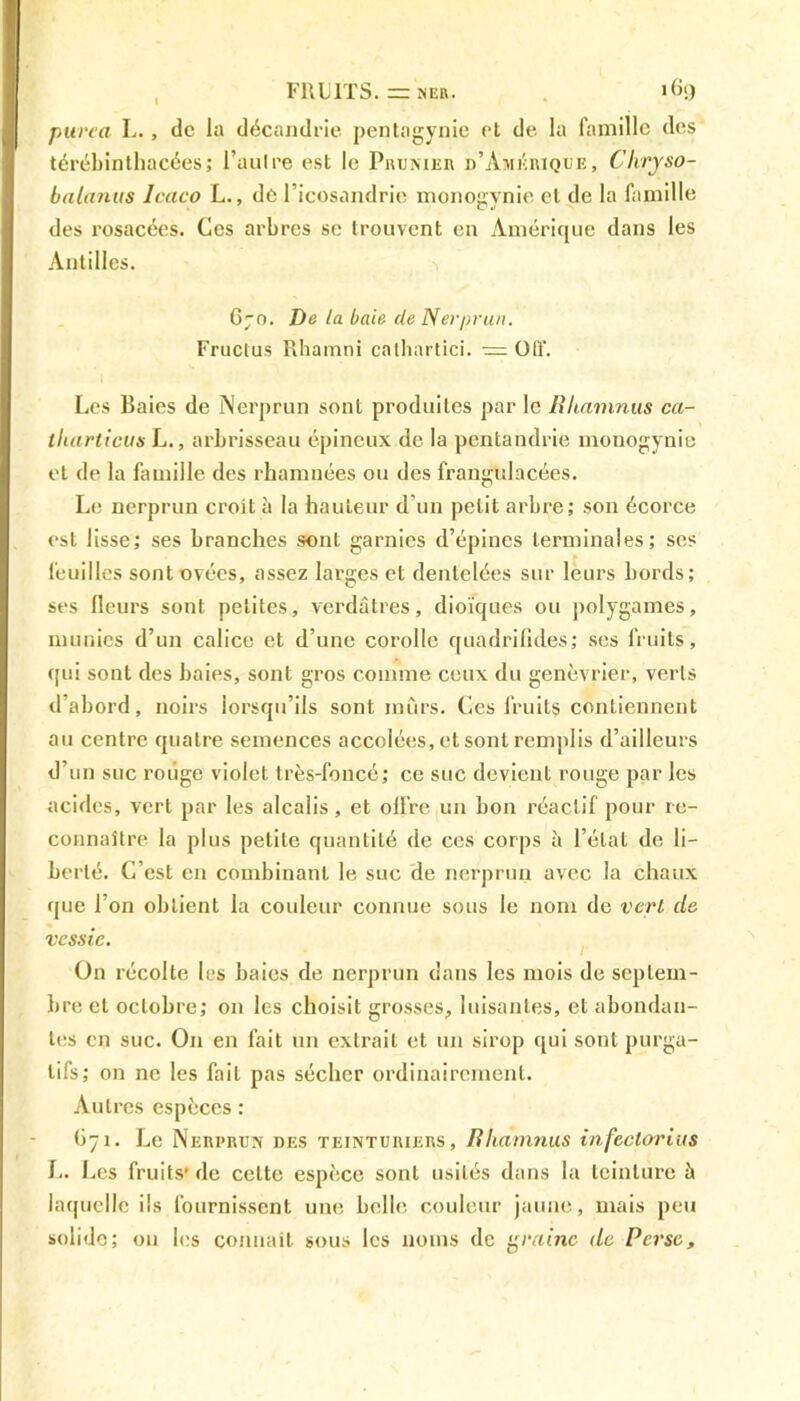 purca L., tic la décandrie pentagynie et de la famille des térébinthacées; l’aulre est le Prunier d’Amérique, Clxryso- batanus Icaco L., de l icosandrie monogynie et de la famille des rosacées. Ces arbres se trouvent en Amérique dans les Antilles. 670. De ta baie de Nerprun. Fructus Rharnni cathartici. =011. Les Baies de Nerprun sont produites par le Rhamnus ca- tharticus L., arbrisseau épineux de la pentandrie monogynie et de la famille des rhamuées ou des frangulacées. Le nerprun croit à la hauteur d'un petit arbre; son écorce est lisse; ses branches sont garnies d’épines terminales; ses feuilles sont ovées, assez larges et dentelées sur leurs bords; ses fleurs sont petites, verdâtres, dioïques ou polygames, munies d’un calice et d’une corolle quadrifides; ses fruits, qui sont des baies, sont gros comme ceux du genévrier, verts d’abord, noirs lorsqu’ils sont murs. Ces fruits contiennent au centre quatre semences accolées, et sont remplis d’ailleurs d’un suc rouge violet très-foncé; ce suc devient rouge par les acides, vert par les alcalis, et olFre un bon réactif pour re- connaître la plus petite quantité de ces corps à l’état de li- berté. C’est en combinant le suc de nerprun avec la chaux que l’on obtient la couleur connue sous le nom de vert de vessie. On récolte les baies de nerprun dans les mois de septem- bre et octobre; on les choisit grosses, luisantes, et abondan- tes en suc. On en fait un extrait et un sirop qui sont purga- tifs; on ne les fait pas sécher ordinairement. Autres espèces : G71. Le Nerprun des teinturiers, Rlidmnus infeclorius L. Les fruits’ de celte espèce sont usités dans la teinture à laquelle ils fournissent une belle couleur jaune, mais peu solide; 011 les connaît sous les noms de graine de Perse,