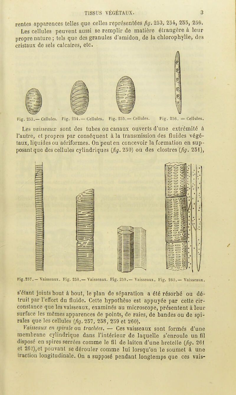 rentes apparences telles que celles représentées fig. 253, 254, 255, 256. Les cellules peuvent aussi se remplir de matière étrangère à leur propre nature; tels que des granules d'amidon^ de la chlorophylle, des cristaux de sels calcaires, etc. Fig. 253.—Cellules. Fig. 254.—Cellules, Fig. 255.—Cellules. Fig. 256. — Cellules, Les vaisseaux sont des tubes ou canaux ouverts d'une extrémité à l'autre, et propres par conséquent à la transmission des fluides végé- taux, liquides ou aériformes. On peut en concevoir la formation en sup- posant que des cellules cylindriques {fig. 250) ou des clostres {fig. 25i), Pig.257. —Vaisseaux. Fig. 253,—Vaisseaux. Fig. 259.—Vaisseaux, Fig. 260.—Vaisseaux. s'étant joints bout à bout, le plan de séparation a été résorbé ou dé- truit par l'effort du fluide. Celte hypothèse est appuyée par cette cir- constance que les vaisseaux, examinés au microscope, présentent à leur surface les mômes apparences de points, de raies, de bandes ou de spi- rales que les cellules {ficj. 257, 258, 259 et 260). Vaisseaux en spirale ou trachées. — Ces vaisseaux sont formés d'une membrane cylindrique dans l'intérieur de laquelle s'enroule un fli disposé en spires serrées comme le fil de laiton d'une bretelle {fig. 261 et 262),et pouvant se dérouler comme lui lorsqu'on le soumet à une traction longitudinale. On a supposé pendant longtemps que ces vais-