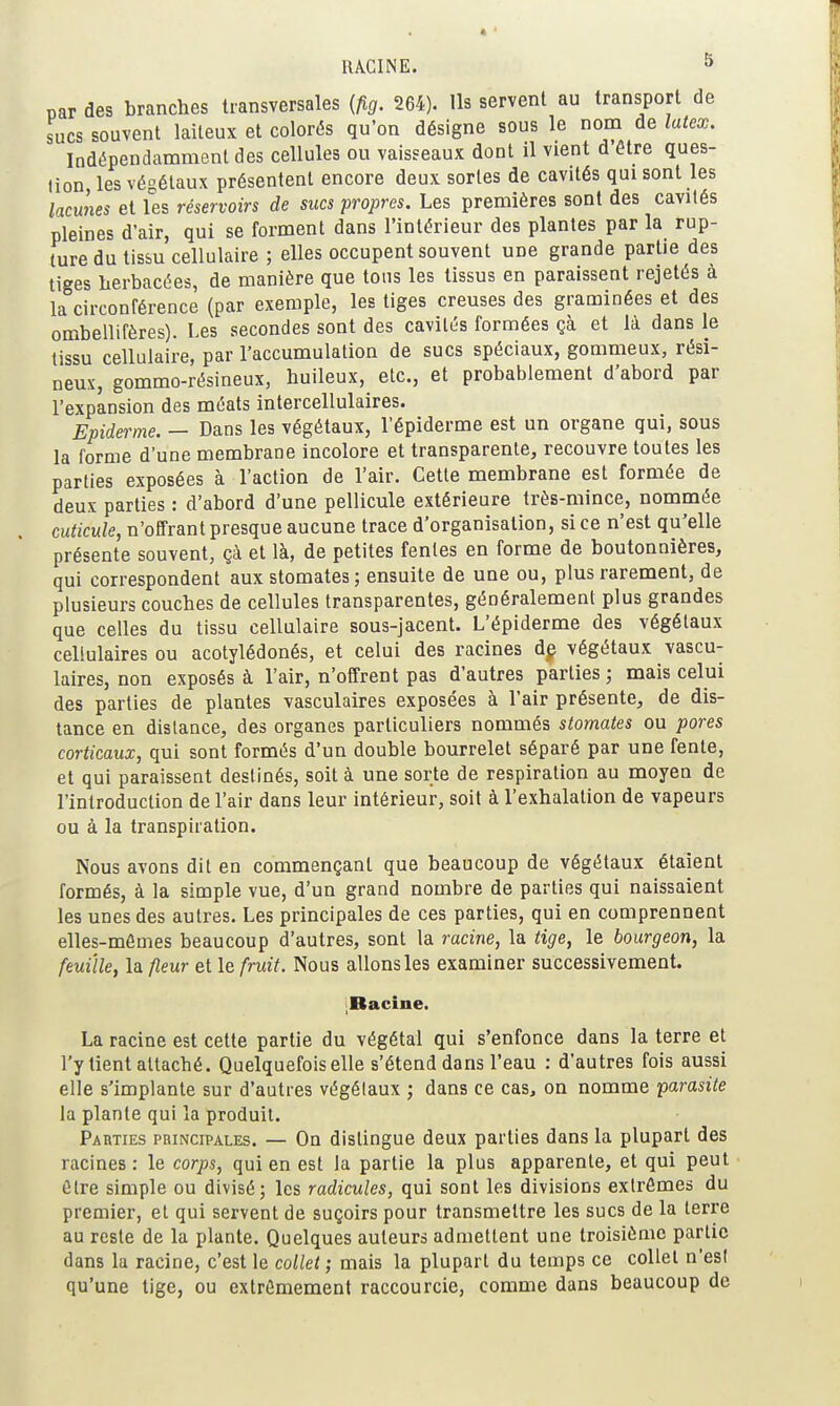 RACINE. par des branches transversales {fig. 264). Ils servent au transport de sucs souvent laiteux et colorés qu'on désigne sous le nom de latex. Indépendamment des cellules ou vaisseaux dont il vient d'être ques- tion les végétaux présentent encore deux sortes de cavités qui sont les lacunes et les réservoirs de sucs propres. Les premières sont des cavités pleines d'air, qui se forment dans l'intérieur des plantes par la rup- ture du tissu cellulaire ; elles occupent souvent une grande partie des tiges herbacées, de manière que tous les tissus en paraissent rejetés à la circonférence (par exemple, les tiges creuses des graminées et des ombellifères). Les secondes sont des cavités formées çà et là dans le tissu cellulaire, par l'accumulation de sucs spéciaux, gommeux, rési- neux, gommo-résineux, huileux, etc., et probablement d'abord par l'expansion des méats intercellulaires. Epiderme. — Dans les végétaux, l'épiderme est un organe qui, sous la forme d'une membrane incolore et transparente, recouvre toutes les parties exposées à l'action de l'air. Cette membrane est formée de deux parties : d'abord d'une pellicule extérieure très-mince, nommée cuticule, n'offrant presque aucune trace d'organisation, si ce n'est qu'elle présente souvent, çà et là, de petites fentes en forme de boutonnières, qui correspondent aux stomates ; ensuite de une ou, plus rarement, de plusieurs couches de cellules transparentes, généralement plus grandes que celles du tissu cellulaire sous-jacent. L'épiderme des végétaux cellulaires ou acotylédonés, et celui des racines dg végétaux vascu- laires, non exposés à l'air, n'offrent pas d'autres parties ; mais celui des parties de plantes vasculaires exposées à l'air présente, de dis- tance en dislance, des organes particuliers nommés stomates ou pores corticaux, qui sont formés d'un double bourrelet séparé par une fente, et qui paraissent destinés, soit à une sorte de respiration au moyen de l'introduction de l'air dans leur intérieur, soit à l'exhalation de vapeurs ou à la transpiration. Nous avons dit en commençant que beaucoup de végétaux étaient formés, à la simple vue, d'un grand nombre de parties qui naissaient les unes des autres. Les principales de ces parties, qui en comprennent elles-mêmes beaucoup d'autres, sont la racine, la tige, le bourgeon, la feuille, la fleur et le. fruit. Nous allons les examiner successivement. ^Racine. La racine est cette partie du végétal qui s'enfonce dans la terre et l'y tient attaché. Quelquefois elle s'étend dans l'eau : d'autres fois aussi elle s'implante sur d'autres végétaux ; dans ce cas, on nomme -parasite la plante qui la produit. Parties principales. — On dislingue deux parties dans la plupart des racines : le corps, qui en est la partie la plus apparente, et qui peut être simple ou divisé; les radicules, qui sont les divisions extrêmes du premier, et qui servent de suçoirs pour transmettre les sucs de la terre au reste de la plante. Quelques auteurs admettent une troisième partie dans la racine, c'est le collet ; mais la plupart du temps ce collet n'est qu'une tige, ou extrêmement raccourcie, comme dans beaucoup de