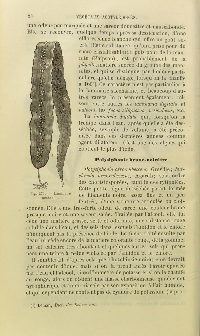 une odeur peu marquée et une saveur douceâtre et nauséabonde. Elle se recouvre, quelque temps après sa dessiccation, d'une efflorescence blanche qui offre un goût su- cré. [Celte substance, qu'on a prise pour du sucre crislallisablc(l), puis pour de la man- nile (Phipson), est probablement de la phycile, m-dlibre sucrée du groupe des man- nites, et qui se distingue par l'odeur parti- culière qu'elle dégage lorsqu'on la chauffe à 160°]. Ce caractère n'est pas particulier à la laminaire saccharine, et beaucoup d'au- tres varecs le présentent également; tels sont entre autres les laminaria digitata et bulbosa, les fucus siliquosus, vesiculosus, etc. La laminaria digitata qui, lorsqu'on la trempe dans l'eau, après qu'elle a été des- séchée, sextuple de volume, a été préco- nisée dans ces dernières années comme agent dilatateur. C'est une des algues qui contient le plus d'iode. Polysipbonie brune-noirâtre. Polysiphonia atro-rubescens, Greville ; hut- chinsia atro-rubescens, Agardh; sous-ordre des choristosporées, famille des rytiphlées. Cette petite algue desséchée paraît formée de filaments noirs, assez fins et un peu feutrés, d'une structure articulée ou cloi- sonnée. Elle a une très-forte odeur de varec, une couleur brune presque noire et une saveur salée. Traitée par l'alcool, elle lui cède une matière grasse, verte et odorante, une substance rouge soluble dans l'eau, et des sels dans lesquels l'amidon et le chlore n'indiquent pas la présence de l'iode. Le fucus traité ensuite par l'eau lui cède encore de la matière colorante rouge, delà gomme, un sel calcaire très-abondant et quelques autres sels qui pren- nent une teinte à peine violacée par l'amidon et le chlore. 11 semblerait d'après cela que Thutchinsie noirâtre ne devrait pas contenir d'iode; mais si on la prend après l'avoir épuisée par l'eau et l'alcool, si on l'humecte de potasse et si on la chauffe au rouge, alors on obtient une masse charbonneuse qui devient pyrophorique et ammoniacale par son exposition à l'air humide, et qui cependant ne contient pas de cyanure de potassium (la pro- rig. 273. — Laminaire saccharine. (I) Léman, Did. des Scienc. nat.