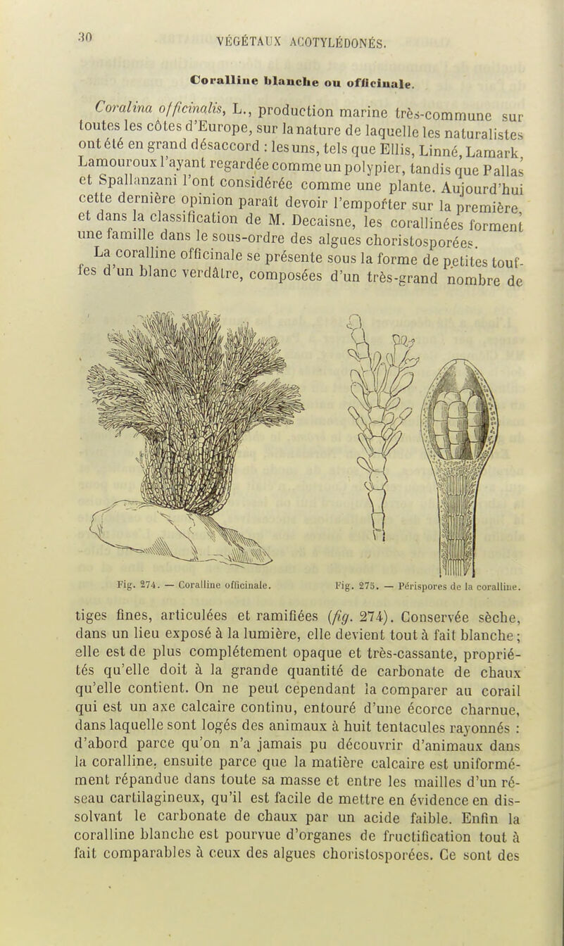 Coralliue blanche ou ofiiciuale. Coralina ojficinalis, L., production marine trè.s-commune sur toutes les côtes d'Europe, sur la nature de laquelle les naturalistes ontélé en grand désaccord : les uns, tels que EUis, Linné Lamark Lamouroux l'ayant regardée comme un polypier, tandis que Pallas et Spallanzani l'ont considérée comme une plante. Aujourd'hui cette dermère opinion paraît devoir l'emporter sur la première et dans la classification de M. Decaisne, les corallinées forment une famille dans le sous-ordre des algues choristosporée« La coralline officinale se présente sous la forme de petites touf- fes d un blanc verdâtre, composées d'un très-grand nombre de Fig. 274. — Coralline officinale. Fig. 273. — Périspores de la coralline. tiges fines, articulées et ramifiées {fig.Tli). Conservée sèche, dans un lieu exposé à la lumière, elle devient tout à fait blanche ; elle est de plus complètement opaque et très-cassante, proprié- tés qu'elle doit à la grande quantité de carbonate de chaux qu'elle contient. On ne peut cependant la comparer au corail qui est un axe calcaire continu, entouré d'une écorce charnue, dans laquelle sont logés des animaux à huit tentacules rayonnés : d'abord parce qu'on n'a jamais pu découvrir d'animaux dans la coralline. ensuite parce que la matière calcaire est uniformé- ment répandue dans toute sa masse et entre les mailles d'un ré- seau cartilagineux, qu'il est facile de mettre en évidence en dis- solvant le carbonate de chaux par un acide faible. Enfin la coralline blanche est pourvue d'organes de fructification tout à fait comparables à ceux des algues choristosporées. Ce sont des