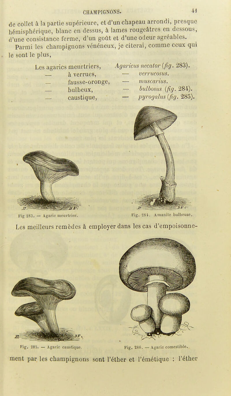 de collet à la partie supérieure, et d'un chapeau arrondi, presque hémisphérique, blanc en dessus, à lames rougeâtres en dessous, d'une consistance ferme, d'un goût et d'une odeur agréables. Parmi les champignons vénéneux, je citerai, comme ceux qui le sont le plus, Les agarics meurtriers, Agaricus necator {fig. 283). à verrues, — verrucosus. — fausse-oronge, — muscarius. — bulbeux, — bulbosus {fig. 284). _ caustique, — pyrogalus {fig. 285). Fig 283. — Agaric meurtrier. Fis. 28i. Amanite bulbeuse. Les meilleurs remèdes à employer dans les cas d'empoisonne- Fig. 28a. — Agaric caustique. Fig. 286. — Agaric comestible. ment par les champignons sont l'éther et l'émétique : l'éther