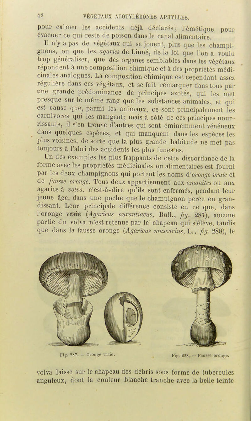 pour calmer les accidents d6jà déclarés; Témétique pour évacuer ce qui reste de poison dans le canal alimentaire. Il n'y a pas de végétaux qui se jouent, plus que les champi- gnons, ou que les agarics de Linné, de la loi que l'on a voulu trop généraliser, que des organes semblables dans les végétaux répondent à une composition chimique et à des propriétés médi- cinales analogues. La composition chimique est cependant assez régulière dans ces végétaux, et se fait remarquer dans tous par une grande prédominance de principes azotés, qui les met presque sur le même rang que les substances animales, et qui est cause que, parmi les animaux, ce sont principalement les carnivores qui les mangent; mais à côté de ces principes nour- rissants, il s'en trouve d'autres qui sont éminemment vénéneux dans quelques espèces, et qui manquent dans les espèces les plus voisines, de sorte que la plus grande habitude ne met pas toujours à l'abri des accidents les plus funestes. Un des exemples les plus frappants de cette discordance de la forme avec les propriétés médicinales ou alimentaires est fourni par les deux champignons qui portent les noms d'oronge vraie et de fausse oronge. Tous deux appartiennent aux amanites ou aux agarics à volva, c'est-à-dire qu'ils sont enfermés, pendant leur jeune âge, dans une poche que le champignon perce en gran- dissant. Leur principale différence consiste en ce que, dans l'oronge vEaiie {Agaricus aurantiacus, Bull., fig. 287), aucune partie du volva n'est retenue par le chapeau qui s'élève, tandis que dans la fausse oronge {Agaricus muscarius, L., ftg. 288), le rig. 287. - Oronge vraie. _ pig. 288. — Fausse oronge. volva laisse sur le chapeau des débris sous forme de tubercules anguleux, dont la couleur blanche tranche avec la belle teinte