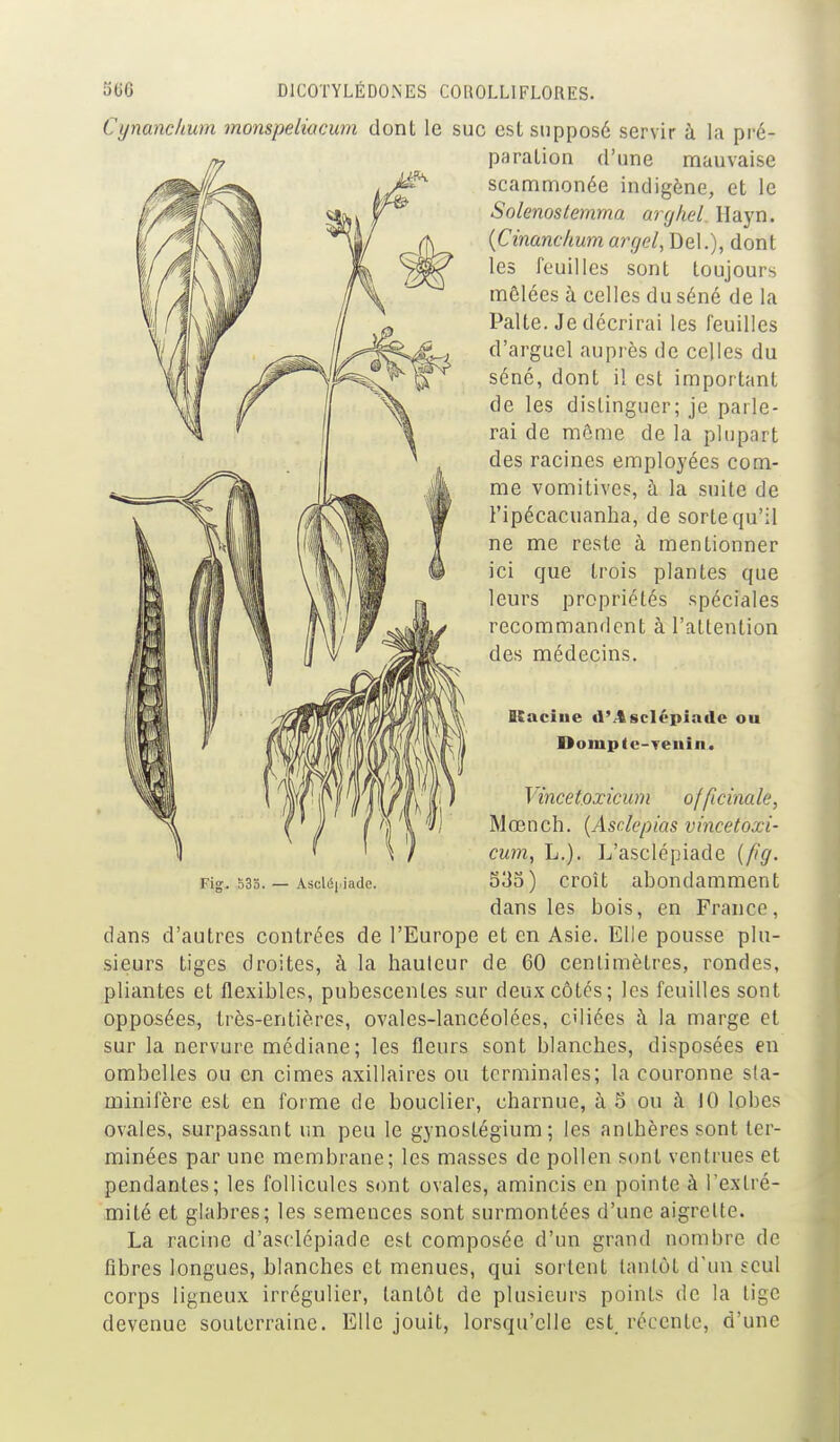 Cynanc/ium monspeliacum dont le suc est supposé servir à la pré- paration d'une mauvaise scammonée indigène, et le Solenostemma arghel Hayn. {Cinanchum aryel, Del.), dont les feuilles sont toujours mêlées à celles du séné de la Palte. Je décrirai les feuilles d'arguel auprès de celles du séné, dont il est important de les distinguer; je parle- rai de môme de la plupart des racines employées com- me vomitives, à la suite de i'ipécacuanba, de sorte qu'il ne me reste à mentionner ici que trois plantes que leurs propriétés spéciales recommandent à l'attention des médecins. Itaciue tl'Asclépinde ou Domptc-Teiiin, Vincetoxicum officinale, Mœnch. {Asclepias vincetoxi- cum, L.). L'asclépiade {fg. 535) croît abondamment dans les bois, en France, dans d'autres contrées de l'Europe et en Asie. Elle pousse plu- sieurs tiges droites, à la hauteur de 60 centimètres, rondes, pliantes et flexibles, pubescentes sur deux côtés; les feuilles sont opposées, très-entières, ovales-lancéolées, ciliées à la marge et sur la nervure médiane; les fleurs sont blanches, disposées en ombelles ou en cimes axillaires ou terminales; la couronne s(a- ovales, surpassant un peu le gynostégium; les anthères sont ter- minées par une membrane; les masses de pollen sont ventrues et pendantes; les follicules sont ovales, amincis en pointe à l'extré- mité et glabres; les semences sont surmontées d'une aigrette. La racine d'asclcpiade est composée d'un grand nombre de fibres longues, blanches et menues, qui sortent tantôt d'un seul corps ligneux irrégulier, tantôt de plusieurs points de la tige devenue souterraine. Elle jouit, lorsqu'elle est récente, d'une Fig. b3o. — Ascléi.iadc.