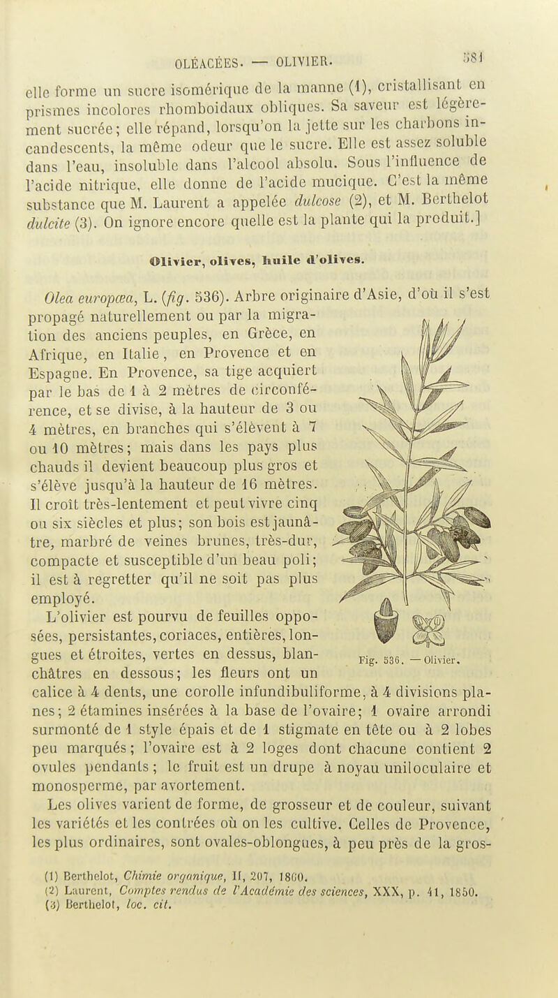 OLÉàCÉES. — OLIVIER. 5»! elle forme un sucre isomériquc de la manne (1), cristallisant en prismes incolores rhomboidaux obliques. Sa saveur est légère- ment sucrée; elle répand, lorsqu'on la jette sur les charbons m- candescents, la même odeur que le sucre. Elle est assez soluble dans l'eau, insoluble dans l'alcool absolu. Sous l'influence de l'acide nitrique, elle donne de l'acide mucique. C'est la même substance que M. Laurent a appelée dulcose (2), et M. Berthelot dulcite (3). On ignore encore quelle est la plante qui la produit.] Olivier, olives, huile d'oliTCS. Olea europœa, L. {fig. 536). Arbre originaire d'Asie, d'oîi il s'est propagé naturellement ou par la migra- tion des anciens peuples, en Grèce, en Afrique, en Italie, en Provence et en Espagne. En Provence, sa tige acquiert par le bas de 1 à 2 mètres de circonfé- rence, et se divise, à la hauteur de 3 ou 4 mètres, en branches qui s'élèvent à 7 ou 10 mètres; mais dans les pays plus chauds il devient beaucoup plus gros et s'élève jusqu'à la hauteur de 16 mètres. Il croît très-lentement et peut vivre cinq ou six siècles et plus; son bois est jaunâ- tre, marbré de veines brunes, très-dur, compacte et susceptible d'un beau poli; il est à regretter qu'il ne soit pas plus employé. L'olivier est pourvu de feuilles oppo- sées, persistantes, coriaces, entières, lon- gues et étroites, vertes en dessus, blan- châtres en dessous; les fleurs ont un calice à 4 dents, une corolle infundibuliforme, à 4 divisions pla- nes; 2 étamines insérées à la base de l'ovaire; 1 ovaire arrondi surmonté de 1 style épais et de 1 stigmate en tête ou à 2 lobes peu marqués; l'ovaire est à 2 loges dont chacune contient 2 ovules pendants; le fruit est un drupe à noyau uniloculaire et monosperme, par avortement. Les olives varient de forme, de grosseur et de couleur, suivant les variétés et les contrées où on les cultive. Celles de Provence, ' les plus ordinaires, sont ovales-oblongues, à peu près de la gros- (1) Bertliclot, Chimie organique, II, 207, 18G0. (•2.) L;uircnt, Comptes rendus de l'Académie des sciences, XXX, p. 41, 1850. {■}) Berthelot, ioc. cit.