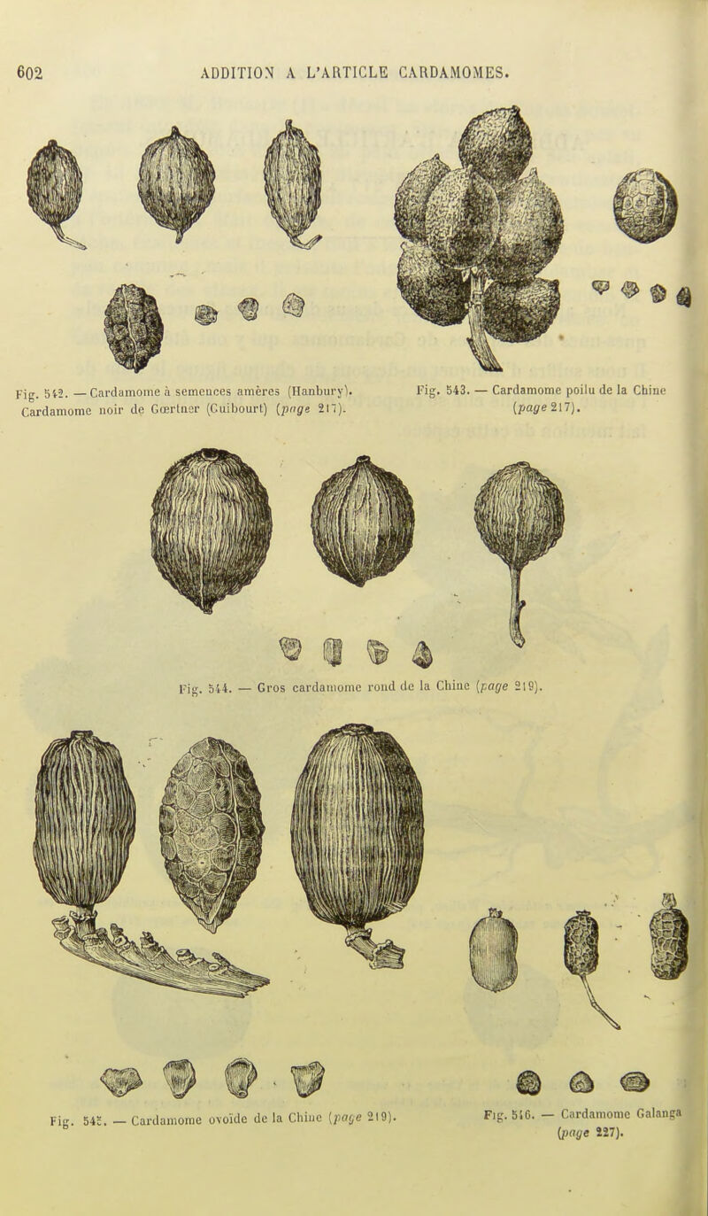 Fig. 54c. — Cardamorae o\oïdc de la Chine [paç/e 219). Fig. biC. — Cardamome Galang {page Î27).