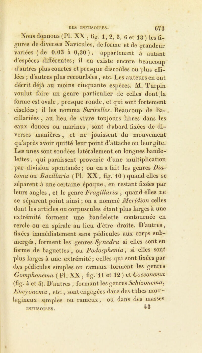 Nous dormons (PI. XX , fig. 1, 2, 3, 6 et 13 ) les fi- gures de diverses Navicules, déformé et de grandeur variées ( de 0,03 à 0,30 ), appartenant à autant d’espèces différentes; il en existe encore beaucoup d’autres plus courtes et presque discoïdes ou plus effi- lées ; d’autres plus recourbées, etc. Les auteurs en ont décrit déjà au moins cinquante espèces. M. Turpin voulut faire un genre particulier de celles dont Ja forme est ovale , presque ronde, et qui sont fortement ciselées ; il les nomma Surirelles. Beaucoup de Ba- cillariées , au lieu de vivre toujours libres dans les eaux douces ou marines , sont d’abord fixées de di- verses manières, et ne jouissent du mouvement qu’après avoir quitté leur point d’attache ou leur gîte. Les unes sont soudées latéralement en longues bande- lettes , qui paraissent provenir d’une multiplication par division spontanée ; on en a fait les genres Dia- toma ou Bacillaria ( PI. XX, fig. 10 ) quand elles se séparent à une certaine époque, en restant fixées par leurs angles , et le genre Fragillaria , quand elles ne se séparent point ainsi ; on a nommé Meridion celles dont les articles ou corpuscules étant plus larges à une extrémité forment une bandelette contournée en cercle ou en spirale au lieu d’ètre droite. D’autres, fixées immédiatement sans pédicules aux corps sub- mergés , forment les genres ^nedra si elles sont en forme de baguettes , ou Podosphenia, si elles sont plus larges à une extrémité ; celles qui sont fixées par des pédicules simples ou rameux forment les genres Gomphonema ( PI. XX , fig. 11 et 12 ) et Cocconema (fig. 4- et S). D’autres , formant les genres Schizonenia^ Encjonema , etc., sont engagées dans des tubes muci- lagineux simples ou rameux, ou dans des masses INFUSOIRES. I