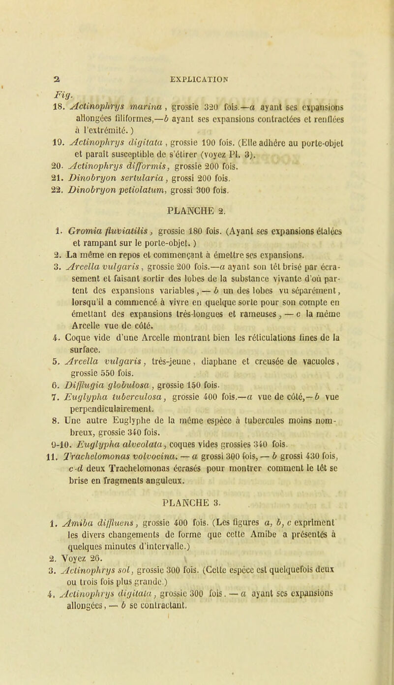 18. Actinophrys marina, grossie 32ü fois —a ayant ses expansions aHongées filiformes,—b ayant ses expansions contractées et renllces à l’extrémité. ) 19. Actinophrys digitata , grossie 190 fois. (Elle adhère au porte-objet et paraît susceptible de s’étirer (voyez Pi. 3). 20. Actinophrys difformis, grossie 200 fois. 21. Dînobryon sertularia, grossi 200 fois. 22. üinobryon petiolatum, grossi 300 fois. PLANCHE 2. 1. Gromia ftuviatilis, grossie 180 fois. (Ayant ses expansions étalées et rampant sur le porte-objet. ) 2. La même en repos et commençant à émettre scs expansions. 3. Arcella vulgaris, grossie 200 fois.—a ayant son lét brisé par écra- sement et faisant sortir des lobes de la substance vivante d’où par- tent des expansions variables, — b un des lobes vu séparément, lorsqu’il a commencé à vivre en quelque sorte pour son compte en émettant des expansions très-longues et rameuses, — c la même Arcelle vue de côté. 4. Coque vide d’une Arcelle montrant bien les réticulations bnes de la surface. 5. Arcella vulgaris, trés-jeuuc, diaphane et creusée de vacuoles, grossie 550 fois. 6. Diffhigia globulosa, grossie 150 fois. 7. Euglypha tuberculosa, grossie 400 fois.—a vue de côté,—ô vue perpendiculairement. 8. Une autre Euglyphe de la même espèce à tubercules moins nom- breux, grossie 340 fois. 9-10. Euglypha alveolata, coques vides grossies 340 fois. 11, 2'rachelomonas volvocina. — a grossi 300 fois, — b grossi 430 fois, c -d deux Trachelomonas écrasés pour montrer comment le tôt se brise en fragments anguleux. PLANCHE 3. 1. Amiba dijjluens, grossie 400 fols. (Les figures a, b, c expriment les divers changements de forme que cette Amibe a présentés à quelques minutes d’intervalle.) 2. 'Voyez 20. y 3. Actinophrys sol, grossie 300 fois. (Cette espece est quelquefois deux ou trois fois plus grande.) 4. Actinophrys digitata, grossie 300 fois, — a ayant scs exi^nsions allongées, — 6 se eontraelaut.