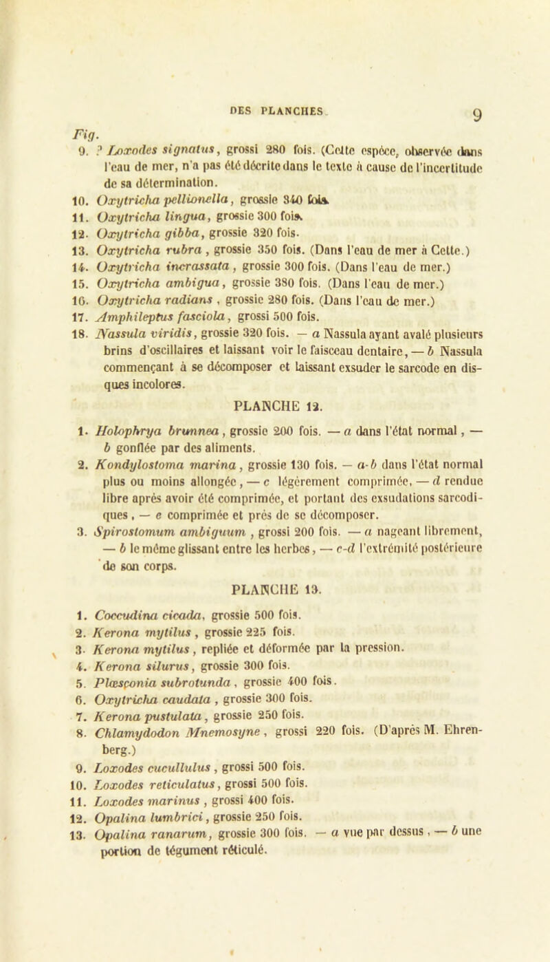 Fig. 9. ? Loccodes signatnx, grossi 280 fois. (Celte espèce, olwcrvèe dans l’eau de mer, n’a pas été décrite dans le texte à cause de l’incertitude de sa détermination. 10. Oxytricha pellionelia, grossie SW) Coia. 11. Oxytricha lingua, grossie 300 foia 12. Oxytricha gibba, grossie 320 fois. 13. Oxytricha rubra , grossie 350 fois. (Dans i’eau de mer à Cette.) 14. Oxytricha incrassata, grossie 300 fois. (Dans l’eau de mer.) 15. Oxytricha ambigua, grossie 380 fois. (Dans l'eau de mer.) IG. Oxytricha radians , grossie 280 fois. (Dans l’eau de mer.) 17. Amphileptus fasciola, grossi 500 fois. 18. Nassula viridis, grossie 320 fois. — a Nassula ayant avalé plusieurs brins d’oscillaires et laissant voir le faisceau dentaire,— 6 Nassula commençant à se décomposer et laissant exsuder le sarcode en d’is- ques incolores. PLANCHE 12. 1. Holophrya brimnea, grossie 200 fois. — a dans l'état normal, — b gonflée par des aliments. 2. Kondylostoma marina, grossie 130 fois. — a b dans l’état normal plus ou moins allongée, — c légèrement comprimée. — d rendue libre après avoir été comprimée, et portant des exsudations sarcodi- ques, — e comprimée et prés de se décomposer. 3. Spirostomum ambiguum , grossi 200 fois. — a nageant librement, — 6 le môme glissant entre les herbes, — c-d l’extrémité postérieure ’ de son corps. PLANCHE 13. 1. Coccudina cicada, grossie 500 fois. 2. Kerona mytilus, grossie 225 fois. 3- Kerona mytilus, repliée et déformée par la pression. 4. Kerona silurus, grossie 300 fois. 5. Plœsçonia subrotunda, grossie 400 fois. 6. Oxytricha caudala , grossie 300 fois. 7. Kerona pustulata, grossie 250 fois. 8. Chlamydodon Mnemosyne, grossi 220 fois. (D’apres M. Ehren- berg.) 9. Loxodes cucullulus, grossi 500 fois. 10. Loxodes reticulatus, grossi 500 fois. 11. Loxodes marinus , grossi 400 fois. 12. Opalina lumbrici, grossie 250 fois. 13. Opalina ranarum, grossie 300 fois. — a vue par dessus, — b une portion de tégument réticulé.