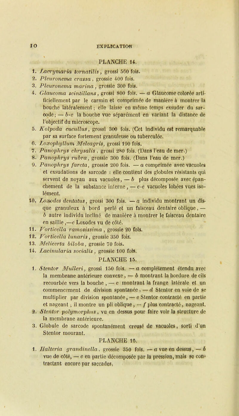 PLANCHE U. 1. iMcrymarUi tornatilis, grossi 500 fols. 2. Pleuroncma crassa, grossie iOO fois. 3. Pleuroncma marina, grossie 300 fois. 4. Glauooma scintillans, grossi 800 fois. — a Glaucome colorée arli- ficiellemcnt par le carmin et comprimée de manière à montrer la bouche latéralement ; elle laisse en même temps exsuder du sar- oode; — b-c la bouche vue séparément en variant la distance de l’objectif du microscope. 5. Kolpoda cucullus, grossi 300 fois. (Cet individu est remarquable par sa surface fortement granuleuse ou tuberculéc, 0. Loxophyllum Meleagris, grossi 190 fois. 7. Panophrys chrysalis , grossi 280 fois. (Dans l'eau de mer.) 8. Panophrys rubra, grossie 300 fois. (Dans l’eau de mer.) 9. Panophrys farda, grossie 200 fois. —a comprimée avec vacuoles et exsudations de sarcode : elle contient des globules résistants qui servent de noyau aux vacuoles, — b plus décomposée avec épan- chement de la substance interne, — c-c vacuoles lobées vues iso- lément. 10. Loooodes dentatus, grossi 300 fois. —a individu montrant un dis- que granuleux à bord perlé et un faisceau dentaire oblique, — b autre individu incliné de manière à montrer le faisceau dentaire en saillie,—c Loxodes vu de côté. 11. p^orticella ramosissima , grossie 20 fols. 12. Vorticella lunaris, fois. 13. Melicerta biloba, grossie 70 fois. 14. Lacinularia socialis, grossie 100 fois. PLANCHE 15. 1. Stentor Midlcri, grossi 150 fois, —a complètement étendu avec la membrane antérieure convexe, — b montrant la bordure de cils recourbée vers la bouche , — c montrant la frange latérale et un commencement de division spontanée, — d Stentor en voie de se multiplier par division spontanée, — e Stentor contracté en partie et nageant ; il montre un pli oblique, — /'plus contracté, nageant. 2. Stentor polymorphus, vu en dessus pour faire voir la structure de la membrane antérieure. 3. Globule de sarcode spontanément creusé de vacuoles, sorti d’un Stentor mourant. PLANCHE 10. 1. Ilalteria grandinella, grossie 350 fols. —o vue on dessus, — b vue de côté, — c en partie décomposée par la pression, mais se con* tractant encore par saccadeii /