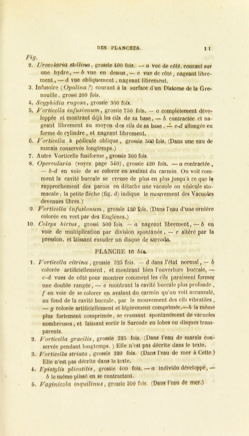 Fig. 2. Uroeokiria stellina, grossie iflO fois. — a vue de cô(é, courant sur une hydre, —6 vue en dessus, —c vue de côté, nageant libre- ment , — d vue obliquement, nageant librement. 3. Infusoire (Opalina?) courant à la surface d’un Distome delà Gre- nouille , grossi 200 fois. 4. Scyphidia rugosa, grossie 300 fois. 5. p'orticella infusionum, grossie 750 fois. — a complètement déve- loppée et montrant déjà les cils de sa base, — b contractée et na- geant librement au moyen des cils de sa base, — c~d allongée en forme de cylindre, et nageant librement. 6. Vorticella à pédicule oblique , grossie 500 fois. (Dans une eau de marais conservée longtemps.) 7. Autre Vorticelle fusiforme, grossie 300 fols. 8. Opercularia (voyez page 540), grossie 420 fois. — a contractée, — b-d en voie de se colorer en avalant du carmin. On voit com- ment la cavité buccale se creuse de plus en plus jusqu’à ce que le rapprochement des parois en détache une vacuole ou vésicule sto- macale ; la petite flèche (fig. d) indique le mouvement des Vacuoles devenues libres.) 9. f^orlicella infusionum, grossie 420 lois. (Dans l’eau d’une ornière colorée en vert par des Euglénes.) 10. Coleps hirius, grossi 500 fois, — a nageant librement, — b en voie de multiplication par division spontanée, — c altéré par la pression, et laissant exsuder un disque de sarcodo. PLANCHE 10 ôta. 1. Vorticella citrina , grossie 325 fois. — d dans l'état normal, — b colorée arliflciellement, et montrant bien l’ouverture buccale, — c-d vues de côté pour montrer comment les cils paraissent former une double rangée, — e montrant la cavité buccaie plus profonde, f en voie de se colorer en avalant du carmin qu’on voit accumulé, au fond de la cavité buccale, par le mouvement des cils vibratiles, — g colorée artificiellement et légèrement comprimée,—A la môme plus fortement comprimée, se creusant spontanément de vacuoles nombreuses, et laissant sortir le Sarcodo en lobes ou disques trans- parents. 2. Vorticella gracilis, grossie 325 fois. (Dans l’eau de marais con- servée pendant longtemps. ) Elle n’est pas décrite dans le texte. 3. f^orticella striata , grossie 320 fois. (Dans l’eau de mer à Cette.) Elle n’est lias décrite dans le texte. 4. Epistylis plicatilis, grossie 400 fols. — o individu développé,— b le même plissé en se contractant.