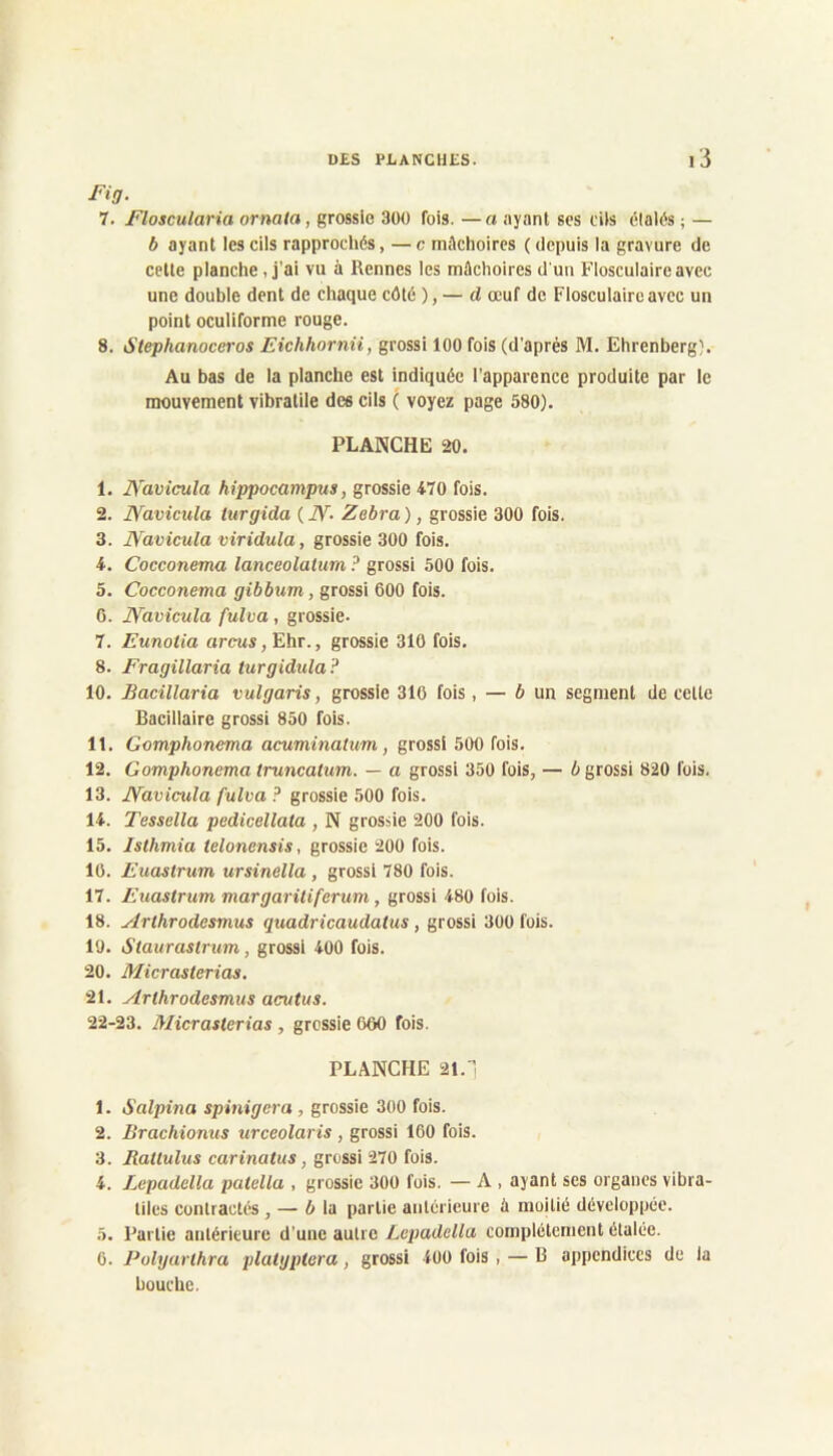 Fig- 7. Floscularia ornata, grossie 300 fois. —a ayant ses dis étalés ; — b ayant les cils rapprochés, — c mâchoires ( depuis la gravure de celte planche, j'ai vu à Rennes les mâchoires d'un Flosculaireavec une double dent de chaque côté ), — cl œuf de Flosculaireavec un point oculiforme rouge. 8. Stephanoceros Eichhornii, grossi 100 fois (d’après M. Ehrenberg). Au bas de la planche est indiquée l’apparence produite par le mouvement vibralile des cils ( voyez page 580). PLANCHE 20. 1. jyavicmla hippocampus, grossie 470 fois. 2. JVavicula lurgida ( Zébra ), grossie 300 fois. 3. JVavicula viridula, grossie 300 fois. 4. Cocconema lanceolaturn ? grossi 500 fois. 5. Cocconema gibbum, grossi 600 fois. 6. JVavicula fulva, grossie- 7. Eunotia arcus, Ehr., grossie 310 fois. 8. Fragillaria turgidula ? 10. Bacillaria vulgaris, grossie 310 fois, — 6 un segment de celle Bacillaire grossi 850 fois. 11. Gomphonema acuminatum, grossi 500 fois. 12. Gomphonema truncatum. — a grossi 350 fois, — b grossi 820 fois. 13. JVavicnila fulva ? grossie 500 fois. 14. Tessella pedicellata , N grossie 200 fois. 15. Isthmia telonensis, grossie 200 fois. 10. Euastrum ursinella , grossi 780 fois. 17. Euastrum margarüiferuni, grossi 480 fois. 18. ylrlhrodcsmus quadricaudatus, grossi 300 fois. 10. Stauraslrum, grossi 400 fois. 20. Micrasterias. 21. Arthrodesmus acvtus. 22-23. Micrasterias , grossie 660 fois. PLANCHE 21.'] 1. S'alpina spinigera, grossie 300 fois. 2. Brachionus urceolaris , grossi 160 fois. 3. Ratlulus carinatiis, grossi 270 fois. 4. Lepadella patella , grossie 300 fois. — A , ayant ses organes vibra- liles contractés , — la partie antérieure à moitié développée. 5. Partie antérieure d’une autre Lepadella complètement étalée. 6. I^olyarthra platgptera, grossi 400 fois , — B appendices de la bouche.