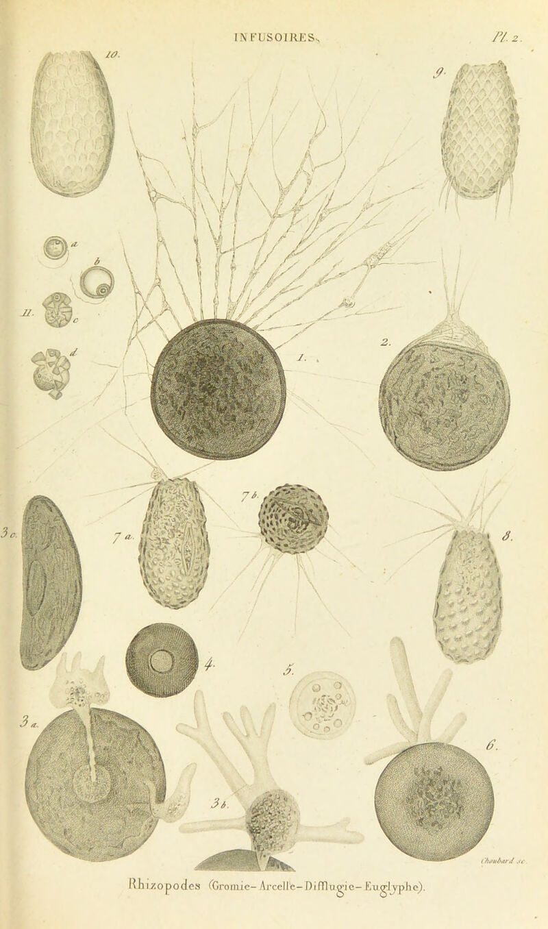 IN [‘'USOIIU^S. JV.2. & i'hauàarJ .rr lUiizopodes fCroniic-Arcelle-DifTlugic- h'.uglj'phe).