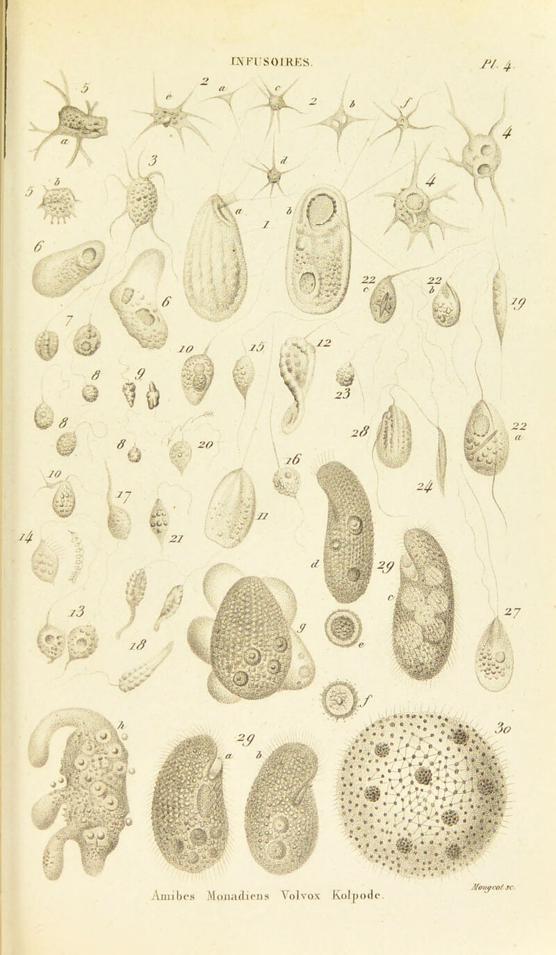 nN'KrsoiRi'.s. Aniibc\s Moiiadions \olvox KoIjhxIc. Moufi'o/ JC.