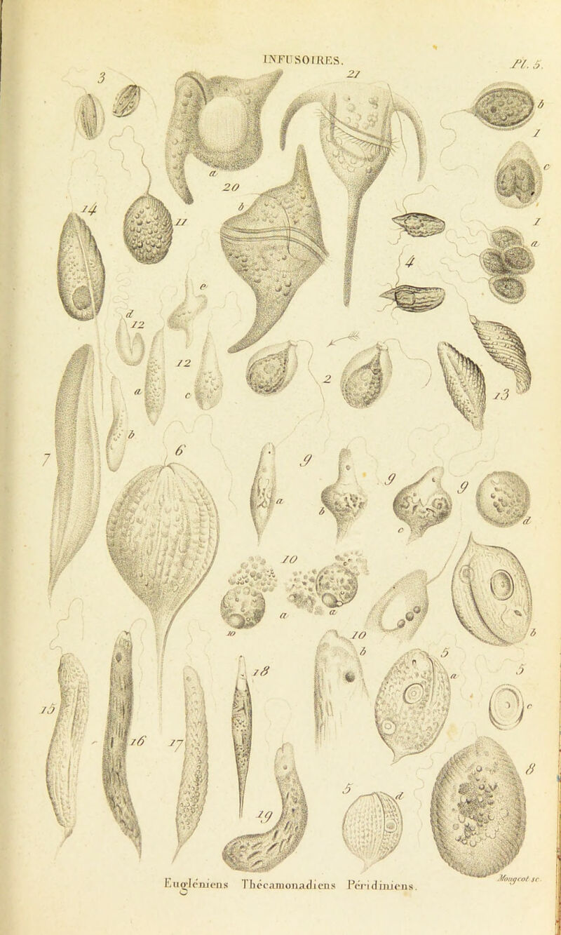 I^FUSOIHKS. yy. 5. pmens Tliccanioiiadicns Ppri(iijii(>iis