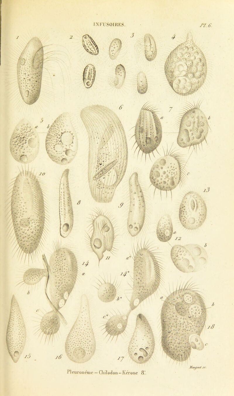 I-NKLSOlKKS /V.ô\ .<^Wv i'Iciironèmc — Chilodon- Kôroiie &' 3 2- tej» *