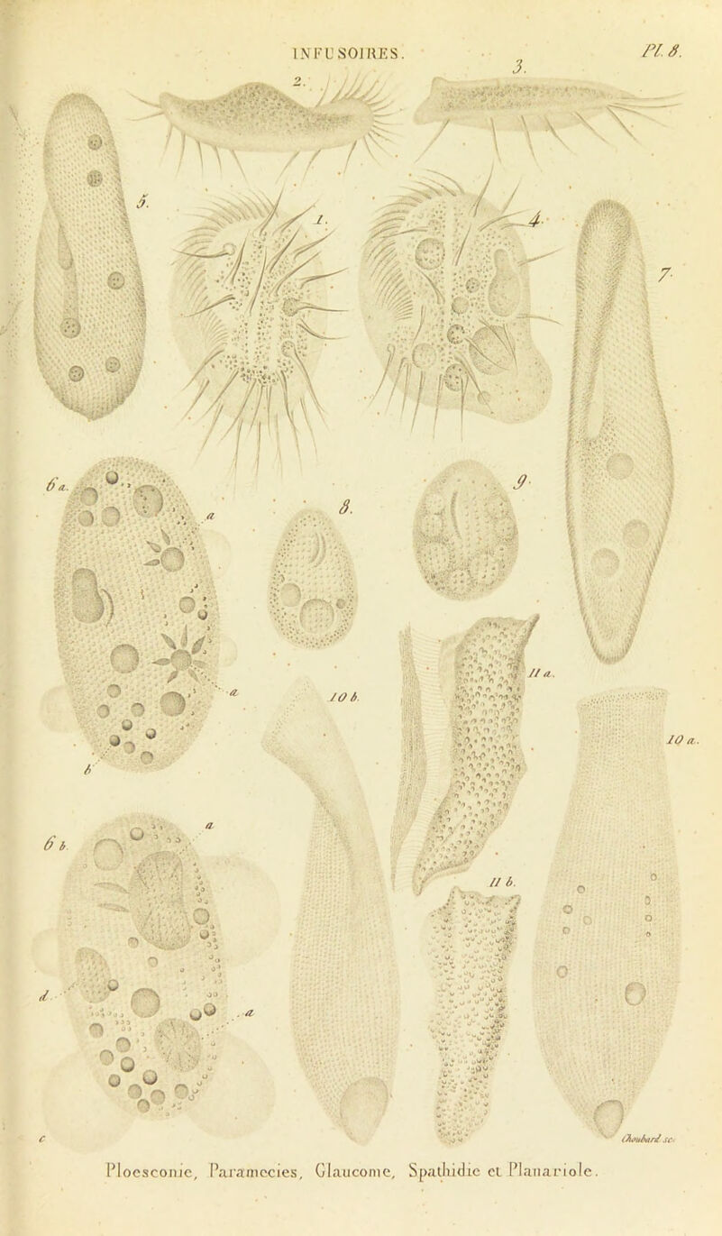 INrUSOIRES: IMocscome, Paramécies, Glaucome, Spalliidic cl Planarlolc ri.s. ,ii KJ JO a. O S O O f- i