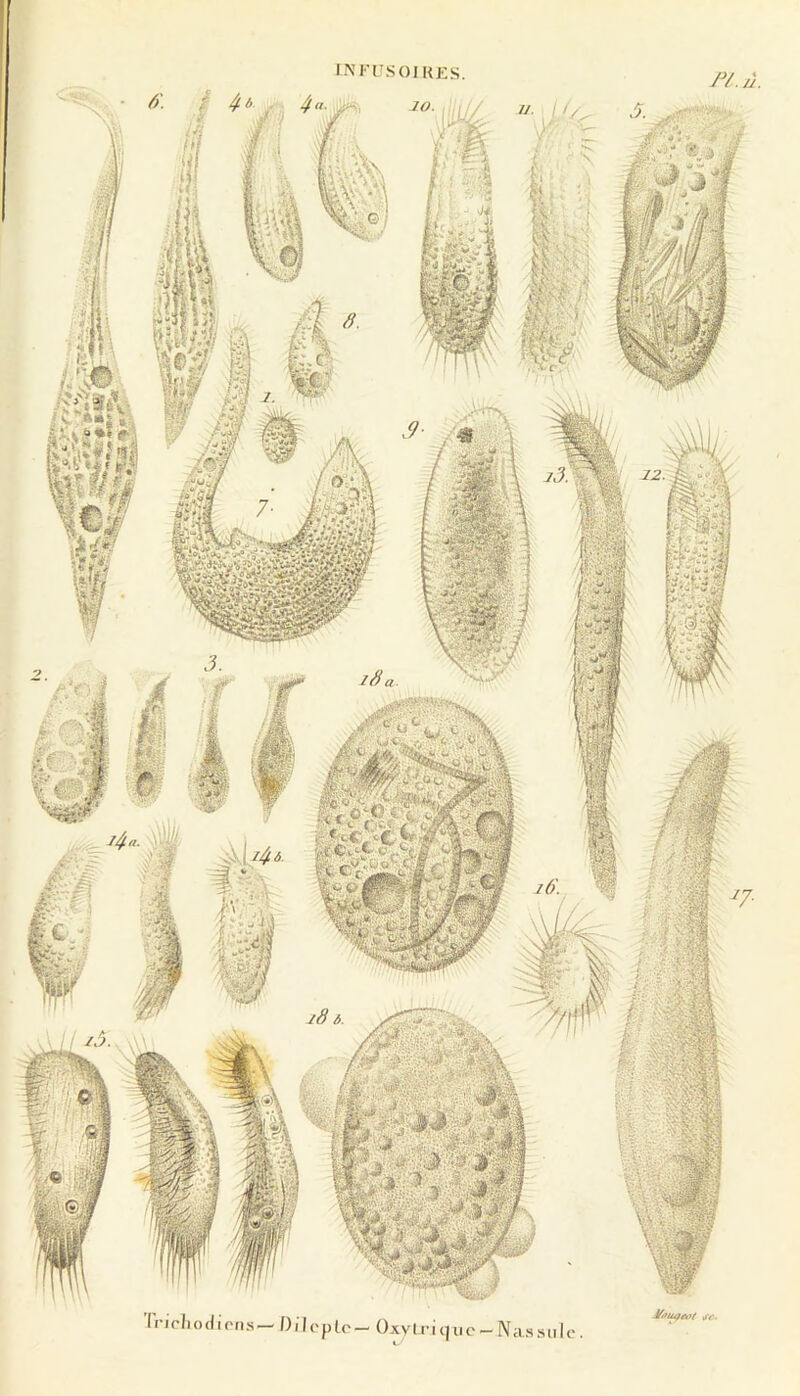 INFI'SOJKES. /y./J. ’rrirluxlirn.s-Dilopto-Oxytriquc-Nas.siilc.