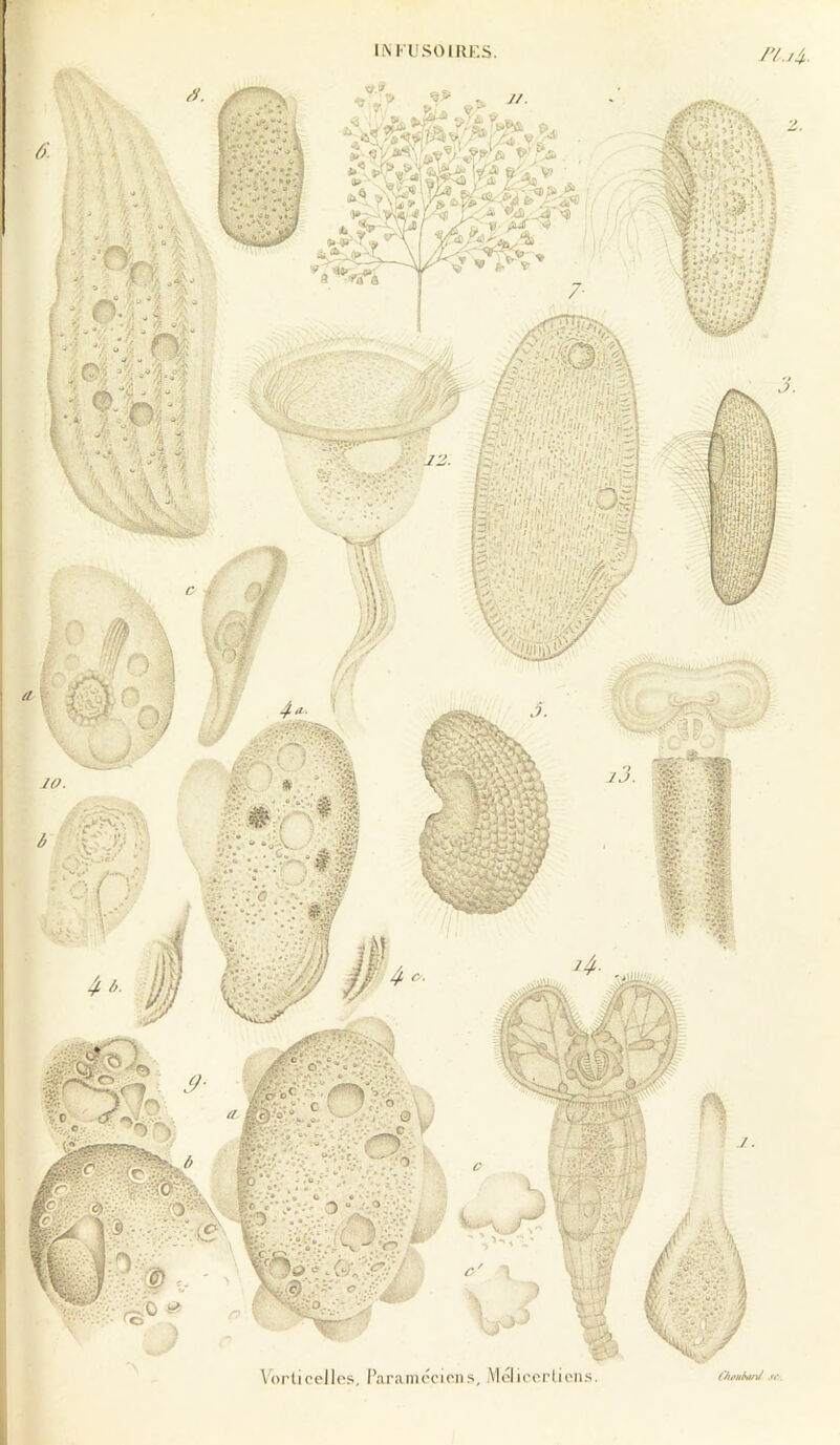 Vorticelles, l’aranipcions, Molicprlieiis. ,rr.