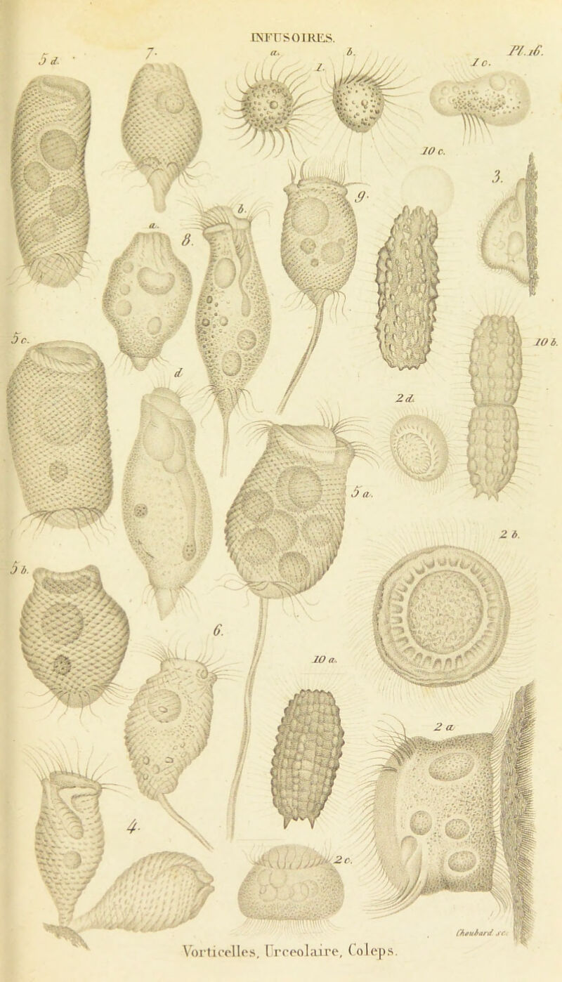 INKüSOIRliS. Chouhard sc. Voi’ticelles. Ürrcolaire, (olep M. : : .V’ : J ' % Æ /] Sï ' ^^0