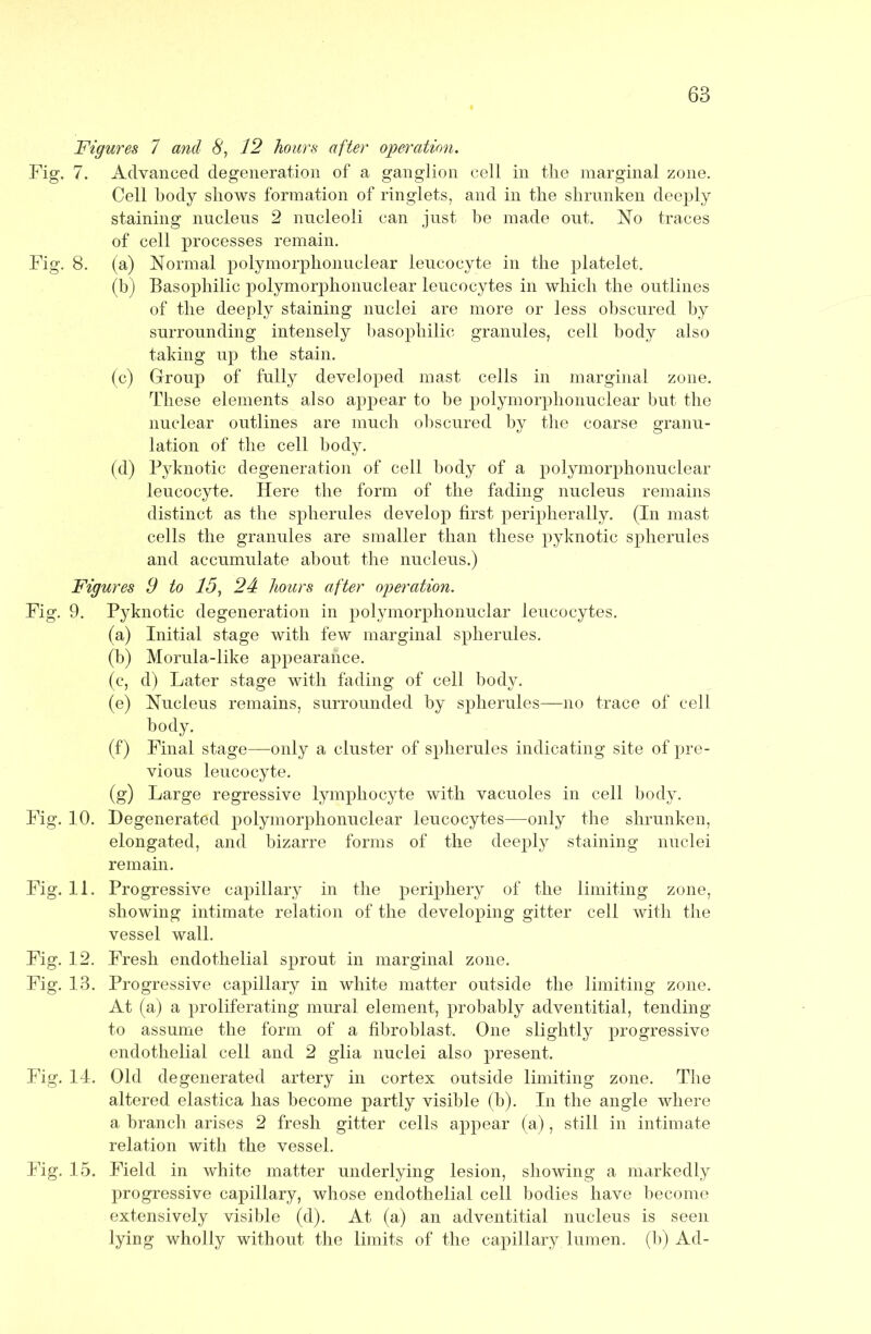 Figures 7 and 8, 12 hours after ojgeration. Fig. 7. Advanced degeneration of a ganglion cell in tlie marginal zone. Cell body shows formation of ringlets, and in the shrunken deeply staining nucleus 2 nucleoli can just be made out. No traces of cell processes remain. Fig. 8. (a) Normal polymorphonuclear leucocyte in the platelet. (b) Basophilic polymorphonuclear leucocytes in which the outlines of the deeply staining nuclei are more or less obscured by surrounding intensely basophilic granules, cell body also taking up the stain. (c) Group of fully developed mast cells in marginal zone. These elements also appear to be polymorphonuclear but the nuclear outlines are much obscured by the coarse granu- lation of the cell body. (d) Pyknotic degeneration of cell body of a j)olymorphonuclear leucocyte. Here the form of the fading nucleus remains distinct as the spherules develop first peripherally. (In mast cells the granules are smaller than these pyknotic spherules and accumulate about the nucleus.) Figures 9 to 15, 24: hours after operation. Fig. 9. Pyknotic degeneration in polymorphonuclar leucocytes. (a) Initial stage with few marginal spherules. (b) Morula-like appearance. (c, d) Later stage with fading of cell body. (e) Nucleus remains, surrounded by spherules—no trace of cell body. (f) Final stage—only a cluster of spherules indicating site of pre- vious leucocyte. (g) Large regressive lymphocyte with vacuoles in cell body. Fig. 10. Degenerated polymorphonuclear leucocytes—only the shrunken, elongated, and bizarre forms of the deeply staining nuclei remain. Fig. 11. Progressive capillary in the periphery of the limiting zone, showing intimate relation of the developing gitter cell with the vessel wall. Fig. 12. Fresh endothelial sprout in marginal zone. Fig. 13. Progressive capillary in white matter outside the limiting zone. At (a) a proliferating mural element, probably adventitial, tending to assume the form of a fibroblast. One slightly progressive endothelial cell and 2 glia nuclei also present. Fig. 14. Old degenerated artery in cortex outside limiting zone. The altered elastica has become partly visible (b). In the angle where a branch arises 2 fresh gitter cells appear (a), still in intimate relation with the vessel. Fig. 15. Field in white matter underlying lesion, showing a markedly progressive capillary, whose endothelial cell bodies have become extensively visible (d). At (a) an adventitial nucleus is seen lying wholly without the limits of the capillary lumen, (b) Ad-