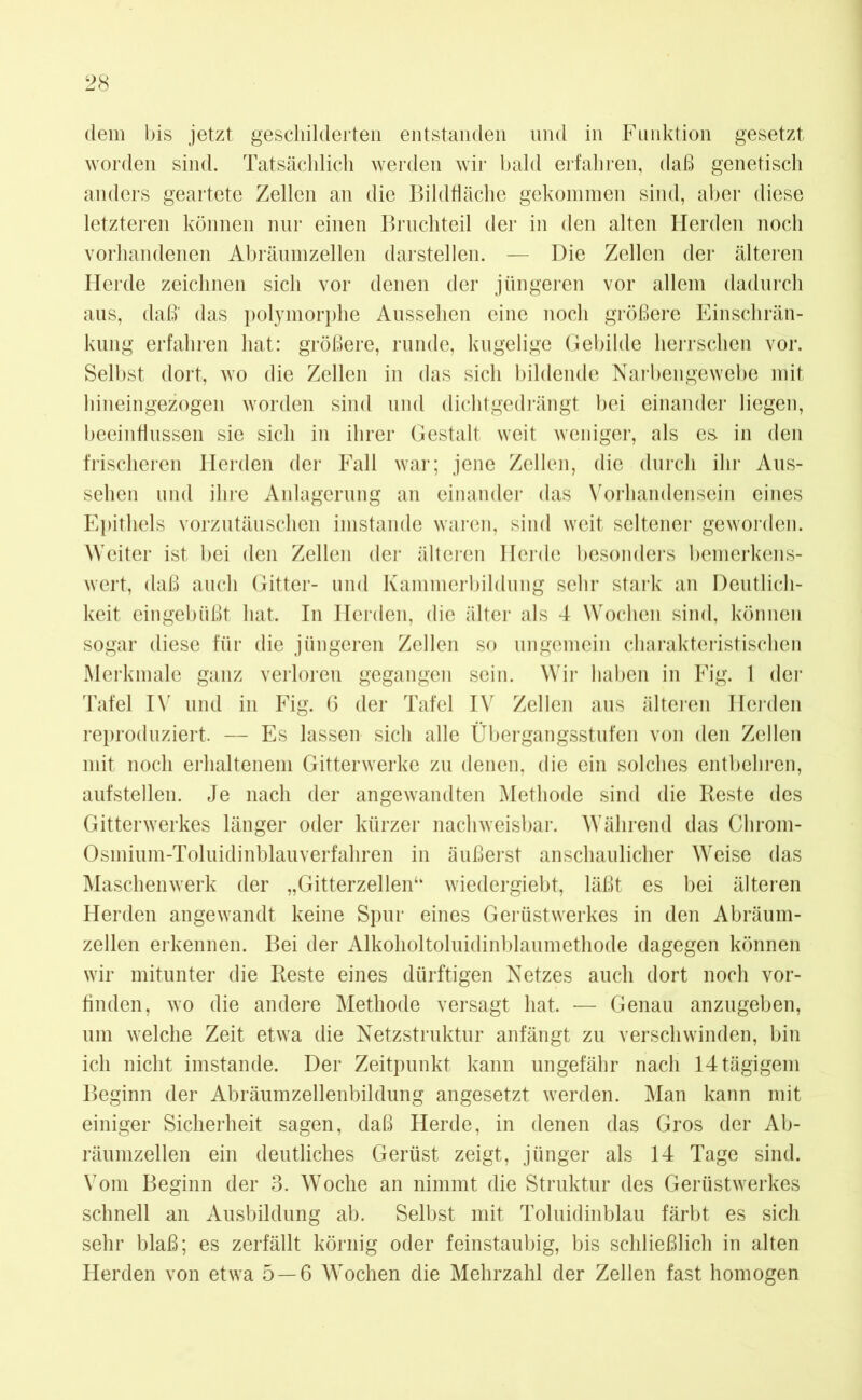 dem bis jetzt geschilderten entstanden und in Funktion gesetzt worden sind. Tatsächlich werden wir bald erfahren, daß genetisch anders geartete Zellen an die Bildfläche gekommen sind, aber diese letzteren können nur einen Bruchteil der in den alten Herden noch vorhandenen Abräumzellen darstellen. — Die Zellen der älteren Ilerde zeichnen sich vor denen der jüngeren vor allem dadurch aus, daß' das polymorphe Aussehen eine noch größere Einschrän- kung erfahren hat: größere, runde, kugelige Gebilde herrschen vor. Selbst dort, wo die Zellen in das sich bildende Narbengewebe mit hineingezogen worden sind und dichtgedrängt bei einander liegen, beeinflussen sie sich in ihrer Gestalt weit weniger, als es in den frischeren Herden der Fall war; jene Zellen, die durch ihr Aus- sehen und ihre Anlagerung an einander das Vorhandensein eines Epithels vorzutäuschen imstande waren, sind weit seltener geworden. Weiter ist bei den Zellen der älteren Ilerde besonders bemerkens- wert, daß auch Gitter- und Kammerbildung sehr stark an Deutlich- keit eingebüßt hat. In Herden, die älter als 4 Wochen sind, können sogar diese für die jüngeren Zellen so ungemein charakteristischen Merkmale ganz verloren gegangen sein. Wir haben in Fig. 1 der Tafel IV und in Fig. 6 der Tafel IV Zellen aus älteren Heiden reproduziert. — Es lassen sich alle Übergangsstufen von den Zellen mit noch erhaltenem Gitterwerke zu denen, die ein solches entbehren, aufstellen. Je nach der angewandten Methode sind die Reste des Gitterwerkes länger oder kürzer nachweisbar. Während das Chrom- Osinium-Toluidinblauverfahren in äußerst anschaulicher Weise das Maschenwerk der „Gitterzellen“ wiedergiebt, läßt es bei älteren Herden angewandt keine Spur eines Gerüstwerkes in den Abräum- zellen erkennen. Bei der Alkoholtoluidinblaumethode dagegen können wir mitunter die Reste eines dürftigen Netzes auch dort noch vor- finden, wo die andere Methode versagt hat. — Genau anzugeben, um welche Zeit etwa die Netzstruktur anfängt zu verschwinden, bin ich nicht imstande. Der Zeitpunkt kann ungefähr nach 14 tägigem Beginn der Abräumzellenbildung angesetzt werden. Man kann mit einiger Sicherheit sagen, daß Herde, in denen das Gros der Ab- räumzellen ein deutliches Gerüst zeigt, jünger als 14 Tage sind. Vom Beginn der 3. Woche an nimmt die Struktur des Gerüstwerkes schnell an Ausbildung ab. Selbst mit Toluidinblau färbt es sich sehr blaß; es zerfällt körnig oder feinstaubig, bis schließlich in alten Herden von etwa 5 — 6 Wochen die Mehrzahl der Zellen fast homogen