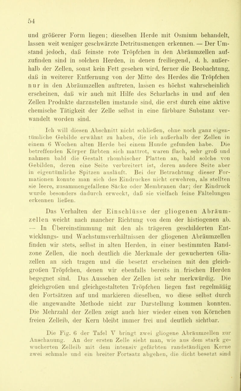 und größerer Form liegen; dieselben Herde mit Osmium behandelt, lassen weit weniger geschwärzte Detritusmengen erkennen. — Der Um- stand jedoch, daß feinste rote Tröpfchen in den Abräumzellen auf- zufinden sind in solchen Herden, in denen freiliegend, d. h. außer- halb der Zellen, sonst kein Fett gesehen wird, ferner die Beobachtung, daß in weiterer Entfernung von der Mitte des Herdes die Tröpfchen nur in den Abräumzellen auftreten, lassen es höchst wahrscheinlich erscheinen, daß wir auch mit Hilfe des Scharlachs in und auf den Zellen Produkte darzustellen imstande sind, die erst durch eine aktive chemische Tätigkeit der Zelle selbst in eine färbbare Substanz ver- wandelt worden sind. Ich will diesen Abschnitt nicht schließen, ohne noch ganz eigen- tümliche Gebilde erwähnt zu haben, die ich außerhalb der Zellen in einem 6 Wochen alten Herde bei einem Hunde gefunden habe. Die betreffenden Körper färbten sich mattrot, waren flach, sehr groß und nahmen bald die Gestalt rhombischer Platten an, bald solche von Gebilden, deren eine Seite verbreitert ist, deren andere Seite aber in eigentümliche Spitzen ausläuft. Bei der Betrachtung dieser For- mationen konnte man sich des Eindruckes nicht erwehren, als stellten sie leere, zusammengefallene Säcke oder Membranen dar; der Eindruck wurde besonders dadurch erweckt, daß sie vielfach feine Fältelungen erkennen ließen. Das Verhalten der Einschlüsse der gliogenen Abräum- zellen weicht nach mancher Richtung von dem der histiogenen ab. — In Übereinstimmung mit den als trägeren geschilderten Ent- wicklungs- und Wachstumsverhältnissen der gliogenen Abräumzellen finden wir stets, selbst in alten Herden, in einer bestimmten Rand- zone Zellen, die noch deutlich die Merkmale der gewucherten Glia- zellen an sich tragen und die besetzt erscheinen mit den gleich- großen Tröpfchen, denen wir ebenfalls bereits in frischen Herden begegnet sind. Das Aussehen der Zellen ist sehr merkwürdig. Die gleichgroßen und gleichgestalteten Tröpfchen liegen fast regelmäßig den Fortsätzen auf und markieren dieselben, wo diese selbst durch die angewandte Methode nicht zur Darstellung kommen konnten. Die Mehrzahl der Zellen zeigt auch hier wieder einen von Körnchen freien Zelleib, der Kern bleibt immer frei und deutlich sichtbar. Die Fig. 6 der Tafel V bringt zwei gliogene Abräumzellen zur Anschauung. An der ersten Zelle sieht man, wie aus dem stark ge- wucherten Zelleib mit dem intensiv gefärbten randständigen Kerne zwei schmale und ein breiter Fortsatz abgehen, die dicht besetzt sind