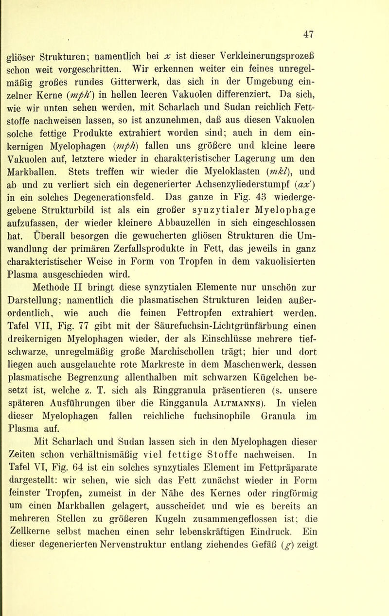 gliöser Strukturen; namentlich bei x ist dieser Verkleinerungsprozeß schon weit vorgeschritten. Wir erkennen weiter ein feines unregel- mäßig großes rundes Gitterwerk, das sich in der Umgebung ein- zelner Kerne {mph) in hellen leeren Vakuolen differenziert. Da sich, wie wir unten sehen werden, mit Scharlach und Sudan reichlich Fett- stoffe nach weisen lassen, so ist anzunehmen, daß aus diesen Vakuolen solche fettige Produkte extrahiert worden sind; auch in dem ein- kernigen Myelophagen {mph) fallen uns größere und kleine leere Vakuolen auf, letztere wieder in charakteristischer Lagerung um den Markballen. Stets treffen wir wieder die Myeloklasten (mkl), und ab und zu verliert sich ein degenerierter Achsenzyliederstumpf (ax') in ein solches Degenerationsfeld. Das ganze in Fig. 43 wiederge- gebene Strukturbild ist als ein großer synzytialer Myelophage aufzufassen, der wieder kleinere Abbauzellen in sich eingeschlossen hat. Überall besorgen die gewucherten gliösen Strukturen die Um- wandlung der primären Zerfallsprodukte in Fett, das jeweils in ganz charakteristischer Weise in Form von Tropfen in dem vakuolisierten Plasma ausgeschieden wird. Methode II bringt diese synzytialen Elemente nur unschön zur Darstellung; namentlich die plasmatischen Strukturen leiden außer- ordentlich, wie auch die feinen Fettropfen extrahiert werden. Tafel VII, Fig. 77 gibt mit der Säurefuchsin-Lichtgrünfärbung einen dreikernigen Myelophagen wieder, der als Einschlüsse mehrere tief- schwarze, unregelmäßig große Marchischollen trägt; hier und dort liegen auch ausgelauchte rote Markreste in dem Maschen werk, dessen plasmatische Begrenzung allenthalben mit schwarzen Kügelchen be- setzt ist, welche z. T. sich als Ringgranula präsentieren (s. unsere späteren Ausführungen über die Ringganula Altmanns). In vielen dieser Myelophagen fallen reichliche fuchsinophile Granula im Plasma auf. Mit Scharlach und Sudan lassen sich in den Myelophagen dieser Zeiten schon verhältnismäßig viel fettige Stoffe nachweisen. In Tafel VI, Fig. 64 ist ein solches synzytiales Element im Fettpräparate dargestellt: wir sehen, wie sich das Fett zunächst wieder in Form feinster Tropfen, zumeist in der Nähe des Kernes oder ringförmig um einen Markballen gelagert, ausscheidet und wie es bereits an mehreren Stellen zu größeren Kugeln zusammen geflossen ist; die Zellkerne selbst machen einen sehr lebenskräftigen Eindruck. Ein dieser degenerierten Nervenstruktur entlang ziehendes Gefäß (^) zeigt