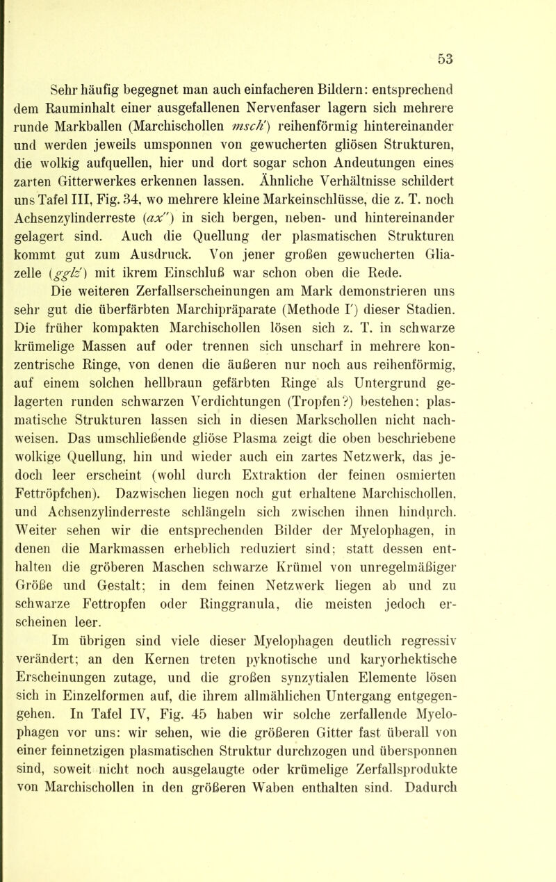 Sehr häufig begegnet man auch einfacheren Bildern: entsprechend dem Rauminhalt einer ausgefallenen Nervenfaser lagern sich mehrere runde Markballen (Marchischollen msch) reihenförmig hintereinander und werden jeweils umsponnen von gewucherten gliösen Strukturen, die wolkig auf quellen, hier und dort sogar schon Andeutungen eines zarten Gitterwerkes erkennen lassen. Ähnliche Verhältnisse schildert uns Tafel III, Fig. 34, wo mehrere kleine Markeinschlüsse, die z. T. noch Achsenzylinderreste (ax') in sich bergen, neben- und hintereinander gelagert sind. Auch die Quellung der plasmatischen Strukturen kommt gut zum Ausdruck. Von jener großen gewucherten Glia- zelle (gglz) mit ikrem Einschluß war schon oben die Rede. Die weiteren Zerfallserscheinungen am Mark demonstrieren uns sehr gut die überfärbten Marchipräparate (Methode T) dieser Stadien. Die früher kompakten Marchischollen lösen sich z. T. in schwarze krümelige Massen auf oder trennen sich unscharf in mehrere kon- zentrische Ringe, von denen die äußeren nur noch aus reihenförmig, auf einem solchen hellbraun gefärbten Ringe als Untergrund ge- lagerten runden schwarzen Verdichtungen (Tropfen?) bestehen; plas- matische Strukturen lassen sich in diesen Markschollen nicht nach- weisen. Das umschließende gliöse Plasma zeigt die oben beschriebene wolkige Quellung, hin und wieder auch ein zartes Netzwerk, das je- doch leer erscheint (wohl durch Extraktion der feinen osmierten Fettröpfchen). Dazwischen liegen noch gut erhaltene Marchischollen. und Achsenzylinderreste schlängeln sich zwischen ihnen hindurch. Weiter sehen wir die entsprechenden Bilder der Myelophagen, in denen die Markmassen erheblich reduziert sind; statt dessen ent- halten die gröberen Maschen schwarze Krümel von unregelmäßiger Größe und Gestalt; in dem feinen Netzwerk liegen ab und zu schwarze Fettropfen oder Ringgranula, die meisten jedoch er- scheinen leer. Im übrigen sind viele dieser Myelophagen deutlich regressiv verändert; an den Kernen treten pyknotische und karyorhektische Erscheinungen zutage, und die großen synzytialen Elemente lösen sich in Einzelformen auf, die ihrem allmählichen Untergang entgegen- gehen. In Tafel IV, Fig. 45 haben wir solche zerfallende Myelo- phagen vor uns: wir sehen, wie die größeren Gitter fast überall von einer feinnetzigen plasmatischen Struktur durchzogen und übersponnen sind, soweit nicht noch ausgelaugte oder krümelige Zerfallsprodukte von Marchischollen in den größeren Waben enthalten sind. Dadurch