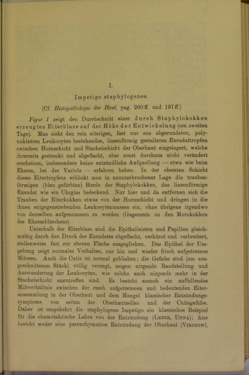 I. Impetigo staphylogenes. (Cf. Histopathologie der Haid, pag. 260 ff. und 197 ff.) Figur 1 zeigt den Durchschnitt einer durch Staphylokokken erzeugten Eiterblase auf der Höhe der Entwickelung (am zweiten Tage). Man sieht den rein eiterigen, fast nur aus abgerundeten, poly- nukleären Leukocyten bestehenden, linsenförmig gestalteten Exsudattropfen zwischen Hornschicht und Stachelschicht der Oberhaut eingelagert, welche ihrerseits gestreckt und abgeflacht, aber sonst durchaus nicht verändert erscheinen, insbesondere keine entzündliche Aufquellung — etwa wie heim Ekzem, bei der Variola — erfahren haben. In der obersten Schicht dieses Eitertropfens erblickt man in ununterbrochener Lage die trauben- förmigen (blau gefärbten) Herde der Staphylokokken, das linsenförmige Exsudat wie ein Uhrglas bedeckend. Nur hier und da entfernen sich die Trauben der Eiterkokken etwas von der Hornschicht und dringen in die ihnen entgegenstrebenden Leukocytenmassen ein, ohne übrigens irgendwo von denselben aufgenommen zu werden (Gegensatz zu den Morokokken des Ekzembläschens). Unterhalb der Eiterblase sind die Epithelleisten und Papillen gleich- mäfsig durch den Druck des Exsudates abgeflacht, verkürzt und verbreitert, stellenweise fast zur ebenen Fläche ausgeglichen. Das Epithel der Um- gehung zeigt normales Verhalten, nur hin und wieder frisch aufgetretene Mitosen. Auch die Cutis ist normal geblieben; die Gefäfse sind (am aus- geschnittenen Stück) völlig verengt, zeigen nirgends Randstellung und Auswanderung der Leukocyten, wie solche auch nirgends mehr in der Stachelschicht anzutreffen sind. Es besteht sonach ein auffallendes Mifsverhältnis zwischen der rasch aufgetretenen und bedeutenden Eiter- ansammlung in der Oberhaut und dem Mangel klassischer Entzündungs- symptome von seiten der Oberhautzellen und der Cutisgefäfse. Daher ist umgekehrt die staphylogene Impetigo ein klassisches Beispiel für die chemotaktische Lehre vou der Entzündung (Leber, Unna); hier besteht weder eine parenchymatöse Entzündung der Oberhaut (Virchow),