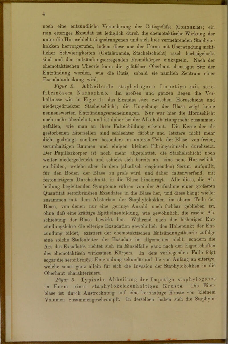wm noch eine entzündliche Veränderung der Cutisgefäfse (Cohnheim): ein rein eiteriges Exsudat ist lediglich durch die chemotaktische Wirkung der unter die Hornschicht eingedrungenen und sich hier vermehrenden Staphylo- kokken hervorgerufen, indem diese aus der Ferne mit Überwindung sicht- licher Schwierigkeiten (Gefäfswände, Stachelschicht) rasch herbeigelockt sind und den entzündungserregenden Fremdkörper einkapseln. Nach der chemotaktischen Theorie kann die gefäfslose Oberhaut ebensogut Sitz der Entzündung werden, wie die Cutis, sobald sie nämlich Zentrum einer Exsudatanlockung wird. Figur 2. Abheilende staphylogene Impetigo mit sero- fibrinösem Nachschub. Im grofsen und ganzen liegen die Ver- hältnisse wie in Figur 1: das Exsudat sitzt zwischen Horuschicht und niedergedrückter Stachelschicht; die Umgebung der Blase zeigt keine nennenswerten Entzündungserscheinungen. Nur war hier die Hornschicht noch mehr überdehnt, und ist daher bei der Alkoholhärtung mehr zusammen- gefallen, wie man an ihrer Faltenbildung erkennt. Die Kerne der ab- gestorbenen Eiterzellen sind schlechter färbbar und letztere nicht mehr dicht gedrängt, sondern, besonders im unteren Teile der Blase, von freien, serumhaltigen Räumen und einigen kleinen Fibringerinnseln durchsetzt. Der Papillarkörper ist noch mehr abgeplattet, die Stachelschicht noch weiter niedergedrückt und schickt sich bereits an, eine neue Hornschicht zu bilden, welche aber in dem (alkalisch reagierenden) Serum aufquillt, für den Boden der Blase zu grofs wird und daher faltenwerfend, mit festonartigem Durchschnitt, in die Blase hineinragt. Alle diese, die Ab- heilung begleitenden Symptome rühren von der Aufnahme einer gröfseren Quantität serofibrinösen Exsudates in die Blase her, und diese hängt wieder zusammen mit dem Absterben der Staphylokokken im oberen Teile der Blase, von denen nur eine geringe Anzahl noch färbbar geblieben ist, ohne dafs eine kräftige Epithelneubildung, wie gewöhnlich, die rasche Ab- schiebung der Blase bewirkt hat. Während nach der bisherigen Ent- zündungslehre die eiterige Exsudatiou gewöhnlich den Höhepunkt der Ent- zündung bildet, existiert der chemotaktischen Entzündungstheorie zufolge eine solche Stufenleiter der Exsudate im allgemeinen nicht, sondern die Art des Exsudates richtet sich im Einzelfalle ganz nach den Eigenschaften des chemotaktisch wirksamen Körpers. In dem vorliegenden Falle folgt sogar die serofibrinöse Entzündung sekundär auf die von Anfang an eiterige, welche sonst ganz allein für sich die Invasion der Staphylokokken in die Oberhaut charakterisiert. Figur 3. Typische Abheilung der Impetigo staphylogenes in Form einer staphylokokkenhaltigen Kruste. Die Eiter- blase ist durch Austrocknung auf eine kernhaltige Kruste von kleinem Volumen zusammeugeschrumpft. In derselben haben sich die Staphylo- ■ '