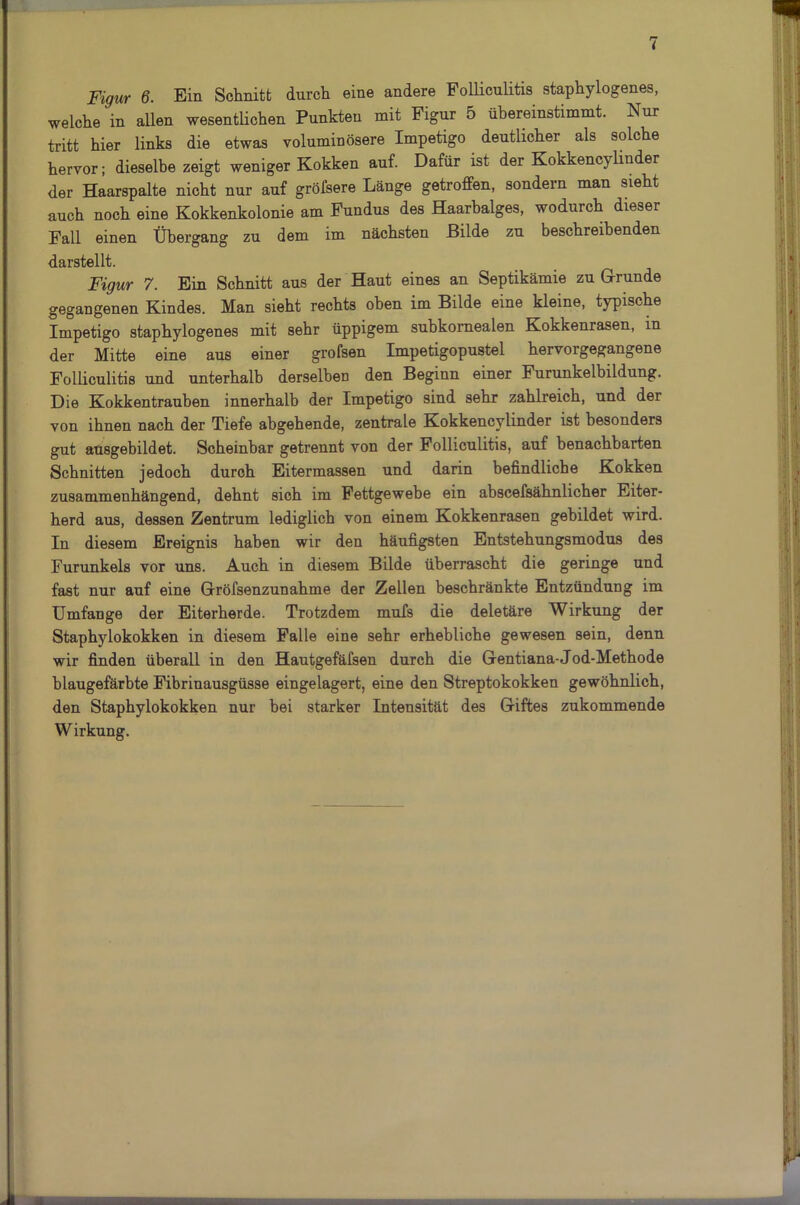 Figur 6. Ein Schnitt durch eine andere Folliculitis staphylogenes, weiche in allen wesentlichen Punkten mit Figur 5 übereinstimmt. Nur tritt hier links die etwas voluminösere Impetigo deutlicher als solche hervor; dieselbe zeigt weniger Kokken auf. Dafür ist der Kokkenc}linder der Haarspalte nicht nur auf gröfsere Länge getroffen, sondern man sieht auch noch eine Kokkenkolonie am Fundus des Haarbalges, wodurch dieser Fall einen Übergang zu dem im nächsten Bilde zu beschreibenden darstellt. Figur 7. Ein Schnitt aus der Haut eines an Septikämie zu Grunde gegangenen Kindes. Man sieht rechts oben im Bilde eine kleine, typische Impetigo staphylogenes mit sehr üppigem subkornealen Kokkenrasen, in der Mitte eine aus einer grofsen Impetigopustel hervorgegangene Folliculitis und unterhalb derselben den Beginn einer Furunkelbildung. Die Kokkentrauhen innerhalb der Impetigo sind sehr zahlreich, und der von ihnen nach der Tiefe abgehende, zentrale Kokkencylinder ist besonders gut ausgebildet. Scheinbar getrennt von der Folliculitis, auf benachbarten Schnitten jedoch durch Eitermassen und darin befindliche Kokken zusammenhängend, dehnt sich im Fettgewebe ein abscefsähnlicher Eiter- herd aus, dessen Zentrum lediglich von einem Kokkenrasen gebildet wird. In diesem Ereignis haben wir den häufigsten Entstehungsmodus des Furunkels vor uns. Auch in diesem Bilde überrascht die geringe und fast nur auf eine Gröfsenzunahme der Zeilen beschränkte Entzündung im Umfange der Eiterherde. Trotzdem mufs die deletäre Wirkung der Staphylokokken in diesem Falle eine sehr erhebliche gewesen sein, denn wir finden überall in den Hautgefäfsen durch die Gentiana-Jod-Methode hlaugefärbte Fibrinausgüsse eingelagert, eine den Streptokokken gewöhnlich, den Staphylokokken nur bei starker Intensität des Giftes zukommende Wirkung.