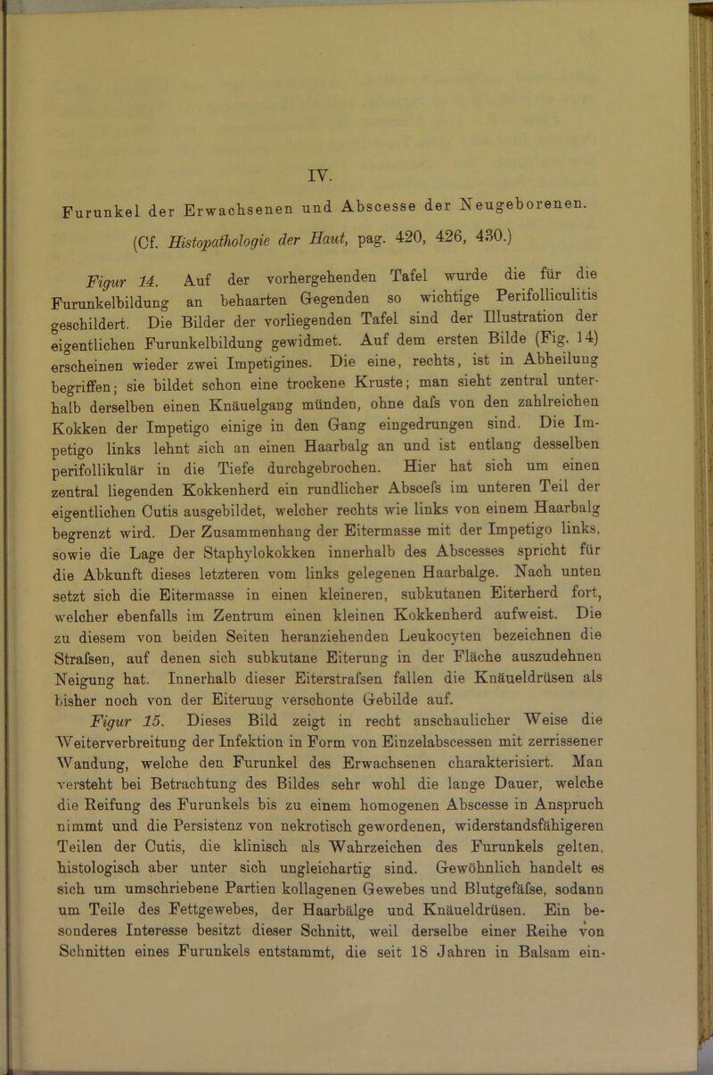 Furunkel der Erwachsenen und Abscesse der Neugeborenen. (Cf. Histopathologie der Haut, pag. 420, 426, 430.) Figur 14. Auf der vorhergehenden Tafel wurde die für die Furunkelbildung an behaarten Gegenden so wichtige Perifolliculitis geschildert. Die Bilder der vorliegenden Tafel sind der Illustration der eigentlichen Furunkelbildung gewidmet. Auf dem ersten Bilde (Fig. 14) erscheinen wieder zwei Impetigines. Die eine, rechts, ist in Abheilung begriffen; sie bildet schon eine trockene Kruste; man sieht zentral unter- halb derselben einen Knäuelgang münden, ohne dafs von den zahlreichen Kokken der Impetigo einige in den Gang eingedrungen sind. Die Im- petigo links lehnt sich an einen Haarhalg an und ist entlang desselben perifollikulär in die Tiefe durchgebrochen. Hier hat sich um einen zentral liegenden Kokkenherd ein rundlicher Abscefs im unteren Teil der eigentlichen Cutis ausgebildet, welcher rechts wie links von einem Haarbalg begrenzt wird. Der Zusammenhang der Eitermasse mit der Impetigo links, sowie die Lage der Staphylokokken innerhalb des Abscesses spricht für die Abkunft dieses letzteren vom links gelegenen Haarbalge. Nach unten setzt sich die Eitermasse in einen kleineren, subkutanen Eiterherd fort, welcher ebenfalls im Zentrum einen kleinen Kokkenherd aufweist. Die zu diesem von beiden Seiten heranziehenden Leukocyten bezeichnen die Strafsen, auf denen sich subkutane Eiterung in der Fläche auszudehnen Neigung hat. Innerhalb dieser Eiterstrafsen fallen die Knäueldrüsen als bisher noch von der Eiterung verschonte Gebilde auf. Figur 15. Dieses Bild zeigt in recht anschaulicher Weise die Weiterverbreitung der Infektion in Form von Einzelabscessen mit zerrissener Wandung, welche den Furunkel des Erwachsenen charakterisiert. Man versteht bei Betrachtung des Bildes sehr wohl die lange Dauer, welche die Reifung des Furunkels bis zu einem homogenen Abscesse in Anspruch nimmt und die Persistenz von nekrotisch gewordenen, widerstandsfähigeren Teilen der Cutis, die klinisch als Wahrzeichen des Furunkels gelten, histologisch aber unter sich ungleichartig sind. Gewöhnlich handelt es sich um umschriebene Partien kollagenen Gewebes und Blutgefäfse, sodann um Teile des Fettgewebes, der Haarbälge und Knäueldrüsen. Ein be- sonderes Interesse besitzt dieser Schnitt, weil derselbe einer Reihe von Schnitten eines Furunkels entstammt, die seit IS Jahren in Balsam ein-