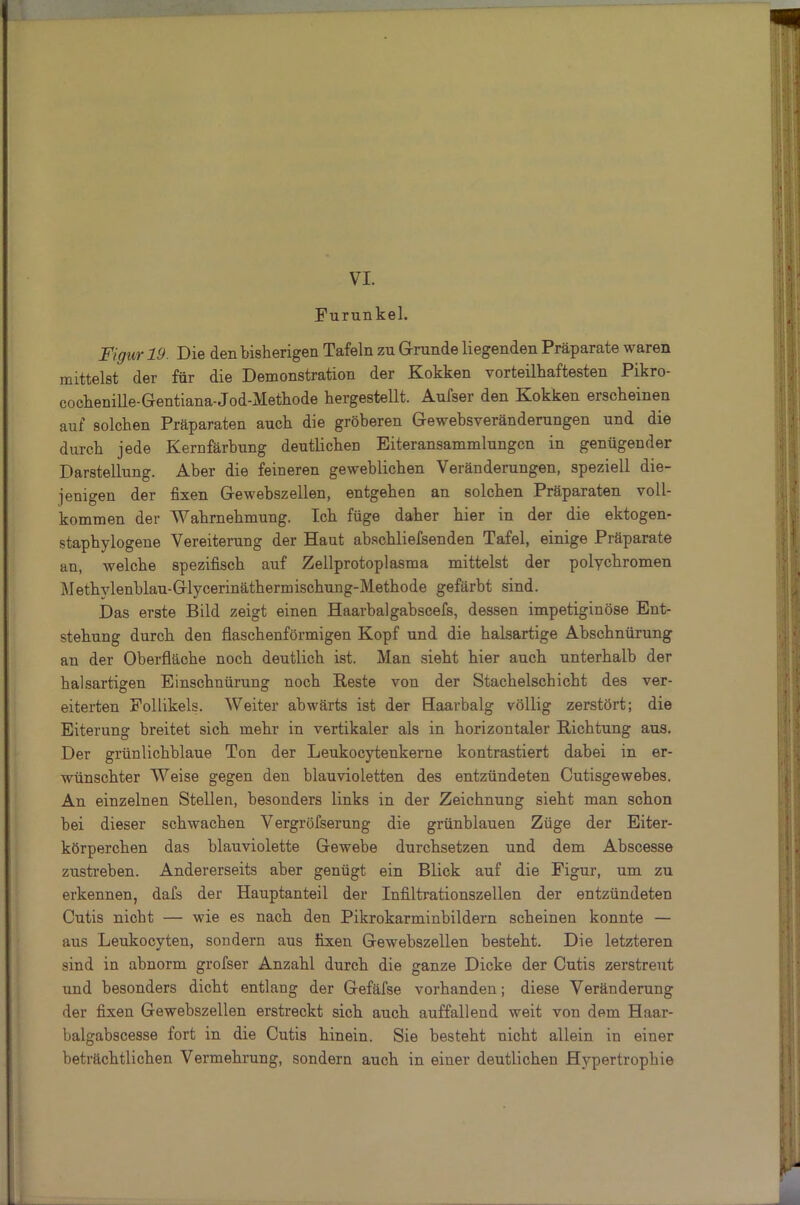 VI. Furunkel. Figur 19. Die den bisherigen Tafeln zu Grunde liegenden Präparate waren mittelst der für die Demonstration der Kokken vorteilhaftesten Pikro- cochenille-Gentiana-Jod-Methode hergestellt. Aufser den Kokken erscheinen auf solchen Präparaten auch die gröberen Gewebsveränderungen und die durch jede Kernfärbung deutlichen Eiteransammlungcn in genügender Darstellung. Aber die feineren geweblichen Veränderungen, speziell die- jenigen der fixen Gewebszellen, entgehen an solchen Präparaten voll- kommen der 'Wahrnehmung. Ich füge daher hier in der die ektogen- staphylogene Vereiterung der Haut abschliefsenden Tafel, einige Präparate an, welche spezifisch auf Zellprotoplasma mittelst der polychromen Methvlenblau-Glycerinäthermischung-Methode gefärbt sind. Das erste Bild zeigt einen Haarbalgabscefs, dessen impetiginöse Ent- stehung durch den flaschenförmigen Kopf und die halsartige Abschnürung an der Oberfläche noch deutlich ist. Man sieht hier auch, unterhalb der halsartigen Einschnürung noch Reste von der Stachelschicht des ver- eiterten Follikels. Weiter abwärts ist der Haarbalg völlig zerstört; die Eiterung breitet sich mehr in vertikaler als in horizontaler Richtung aus. Der grünlichblaue Ton der Leukocytenkerne kontrastiert dabei in er- wünschter Weise gegen den blauvioletten des entzündeten Cutisgewebes. An einzelnen Stellen, besonders links in der Zeichnung sieht man schon bei dieser schwachen Vergröfserung die grünblauen Züge der Eiter- körperchen das blauviolette Gewebe durchsetzen und dem Abscesse zustreben. Andererseits aber genügt ein Blick auf die Figur, um zu erkennen, dafs der Hauptanteil der Infiltrationszellen der entzündeten Cutis nicht — wie es nach den Pikrokarminbildern scheinen konnte — aus Leukocyten, sondern aus fixen Gewebszellen besteht. Die letzteren sind in abnorm grofser Anzahl durch die ganze Dicke der Cutis zerstreut und besonders dicht entlang der Gefäfse vorhanden; diese Veränderung der fixen Gewebszellen erstreckt sich auch auffallend weit von dem Haar- balgabscesse fort in die Cutis hinein. Sie besteht nicht allein in einer beträchtlichen Vermehrung, sondern auch in einer deutlichen Hypertrophie