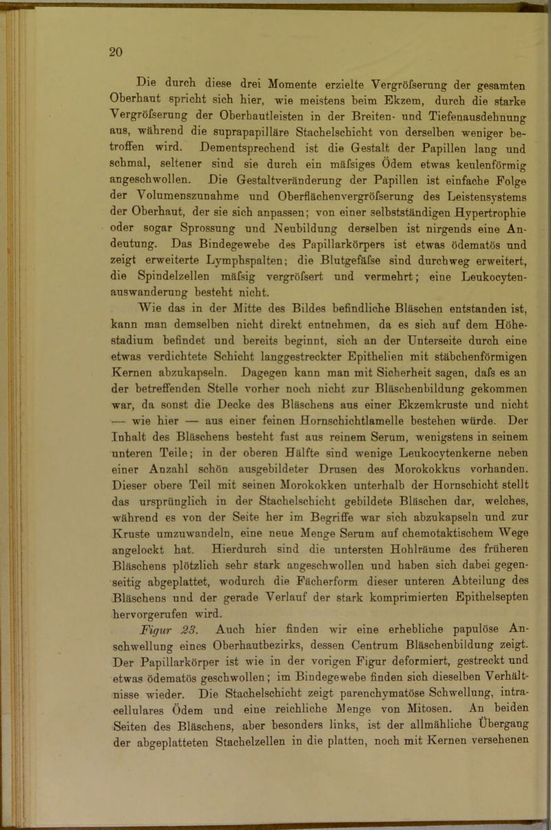 Die durch diese drei Momente erzielte Vergröfserung der gesamten Oberhaut spricht sich hier, wie meistens beim Ekzem, durch die starke Vergröfserung der Oberhautleisten in der Breiten- und Tiefenausdehnung aus, während die suprapapilläre Stachelschicht von derselben weniger be- troffen wird. Dementsprechend ist die Gestalt der Papillen lang und schmal, seltener sind sie durch ein mäfsiges Ödem etwas keulenförmig angeschwollen. Die Gestaltveränderung der Papillen ist einfache Folge der Volumenszunahme und Oberflächenvergröfserung des Leistensystems der Oberhaut, der sie sich anpassen; von einer selbstständigen Hypertrophie oder sogar Sprossung und ^Neubildung derselben ist nirgends eine An- deutung. Das Bindegewebe des Papillarkörpers ist etwas ödematös und zeigt erweiterte Lympbspalten; die Blutgefäfse sind durchweg erweitert, die Spindelzellen mäfsig vergröfsert und vermehrt; eine Leukocyten- auswanderung besteht nicht. Wie das in der Mitte des Bildes befindliche Bläschen entstanden ist, kann man demselben nicht direkt entnehmen, da es sich auf dem Höhe- stadium befindet und bereits beginnt, sich an der Unterseite durch eine etwas verdichtete Schicht langgestreckter Epithelien mit stäbchenförmigen Kernen abzukapseln. Dagegen kann man mit Sicherheit sagen, dafs es an der betreffenden Stelle vorher noch nicht zur Bläschenbildung gekommen war, da sonst die Decke des Bläschens aus einer Ekzemkruste und nicht — wie hier — aus einer feinen Hornschichtlamelle bestehen würde. Der Inhalt des Bläschens besteht fast aus reinem Serum, wenigstens in seinem unteren Teile; in der oberen Hälfte sind wenige Leukoeytenkerne neben einer Anzahl schön ausgebildeter Drusen des Morokokkus vorhanden. Dieser obere Teil mit seinen Morokokken unterhalb der Hornschicht stellt das ursprünglich in der Stachelschicht gebildete Bläschen dar, welches, während es von der Seite her im Begriffe war sich abzukapseln und zur Kruste umzuwandeln, eine neue Menge Serum auf chemotaktischem Wege anselockt hat. Hierdurch sind die untersten Hohlräume des früheren Bläschens plötzlich sehr stark angeschwollen und haben sich dabei gegen- seitig abgeplattet, wodurch die Fächerform dieser unteren Abteilung des Bläschens und der gerade Verlauf der stark komprimierten Epithelsepten hervorgerufen wird. Figur 23. Auch hier finden wir eine erhebliche papulöse An- schwellung eines Oberhautbezirks, dessen Centrum Bläschenbildung zeigt. Der Papillarkörper ist wie in der vorigen Figur deformiert, gestreckt und etwas ödematös geschwollen; im Bindegewebe finden sich dieselben Verhält- nisse wieder. Die Stachelschicht zeigt parenchymatöse Schwellung, intra- cellulares Ödem und eine reichliche Menge von Mitosen. An beiden Seiten des Bläschens, aber besonders links, ist der allmähliche Übergang der abgeplatteten Stachelzellen in die platten, noch mit Kernen versehenen