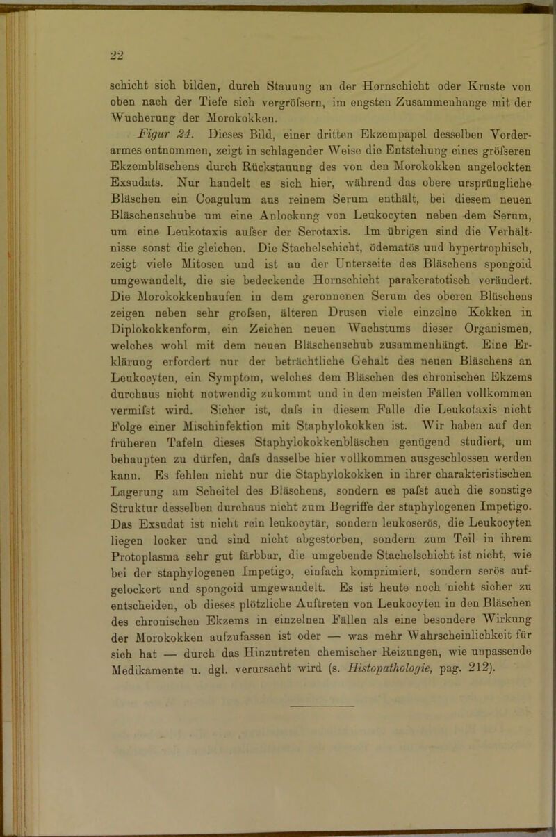 Schicht sich bilden, durch Stauung an der Hornschicht oder Kruste von oben nach der Tiefe sich vergröfsern, im engsten Zusammenhänge mit der Wucherung der Morokokken. Figur 24. Dieses Bild, einer dritten Ekzempapel desselben Vorder- armes entnommen, zeigt in schlagender Weise die Entstehung eines gröfseren Ekzembläschens durch Rückstauung des von den Morokokken angelockten Exsudats. Nur handelt es sich hier, während das obere ursprüngliche Bläschen ein Coagulum aus reinem Serum enthält, hei diesem neuen Bläschenschube um eine Anlockung von Leukocyten neben dem Serum, um eine Leukotaxis aufser der Serotaxis. Im übrigen sind die Verhält- nisse sonst die gleichen. Die Stachelschicht, üdematös und hypertrophisch, zeigt viele Mitosen und ist an der Unterseite des Bläschens spongoid umgewandelt, die sie bedeckende Hornschicht parakeratotisch verändert. Die Morokokkenhaufen in dem geronnenen Serum des oberen Bläschens zeigen, neben sehr grofsen, älteren Drusen viele einzelne Kokken in Diplokokkenform, ein Zeichen neuen Wachstums dieser Organismen, welches wohl mit dem neuen Bläscheuschub zusammenhängt. Eine Er- klärung: erfordert nur der beträchtliche Gehalt des neuen Bläschens an Leukocyten, ein Symptom, welches dem Bläschen des chronischen Ekzems durchaus nicht notwendig zukommt und in den meisten Fällen vollkommen vermifst wird. Sicher ist, dafs in diesem Falle die Leukotaxis nicht Folge einer Mischinfektion mit Staphylokokken ist. Wir haben auf den früheren Tafeln dieses Staphylokokkenbläschen genügend studiert, um behaupten zu dürfen, dafs dasselbe hier vollkommen ausgeschlossen werden kann. Es fehlen nicht nur die Staphylokokken in ihrer charakteristischen Lagerung am Scheitel des Bläschens, sondern es pafst auch die sonstige Struktur desselben durchaus nicht zum Begriffe der staphylogenen Impetigo. Das Exsudat ist nicht rein leukocytär, sondern leukoserös, die Leukocyten liegen locker und sind nicht abgestorben, sondern zum Teil in ihrem Protoplasma sehr gut färbbar, die umgebende Stachelschicht ist nicht, wie bei der staphylogenen Impetigo, einfach komprimiert, sondern serös auf- gelockert und spongoid umgewandelt. Es ist heute noch nicht sicher zu entscheiden, ob dieses plötzliche Auftreten von Leukocyten in den Bläschen des chronischen Ekzems in einzelnen Fällen als eine besondere Wirkung der Morokokken aufzufassen ist oder — was mehr Wahrscheinlichkeit für sich hat — durch das Hinzutreten chemischer Reizungen, wie unpassende Medikamente u. dgl. verursacht wird (s. Histopathologie, pag. 212). —