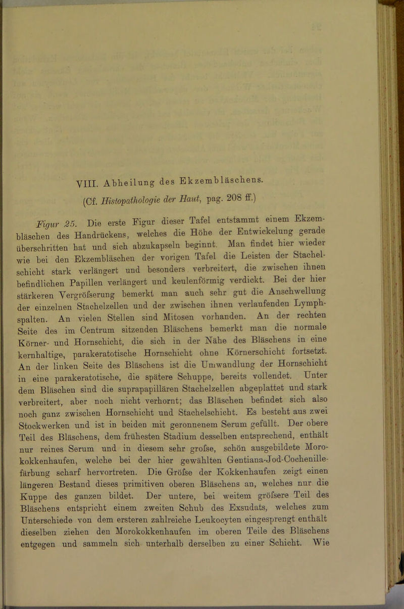 VIII. Abheilung des Ekzembläscbens. (Cf. Histopathologie der Haut, pag. 208 ff.) Figur 25 Die erste Figur dieser Tafel entstammt einem Ekzem- blaschen des Handrückens, welches die Höhe der Entwickelung gerade überschritten bat und sich abzukapseln beginnt. Man findet hier wieder wie bei den Ekzembläscben der vorigen Tafel die Leisten der Stachel- schicht stark verlängert und besonders verbreitert, die zwischen ihnen befindlichen Papillen verlängert und keulenförmig verdickt. Bei der hier stärkeren Vergröfserung bemerkt man auch sehr gut die Anschwellung der einzelnen Stachelzellen und der zwischen ihnen verlaufenden Lymph- spalten. An vielen Stellen sind Mitosen vorhanden. An der rechten Seite des im Centrum sitzenden Bläschens bemerkt man die normale Körner- und Hornschicht, die sich in der Nähe des Bläschens in eine kernhaltige, parakeratotische Hornschicht ohne Körnerschicht fortsetzt. An der linken Seite des Bläschens ist die Umwandlung der Hornschicht in eine parakeratotische, die spätere Schuppe, bereits vollendet. Unter dem Bläschen sind die suprapapillären Stachelzellen abgeplattet und stark verbreitert, aber noch nicht verhornt; das Bläschen befindet sich also noch ganz zwischen Hornschicht und Stachelschicht. Es besteht aus zwei Stockwerken und ist in beiden mit geronnenem Serum gefüllt. Der obere Teil des Bläschens, dem frühesten Stadium desselben entsprechend, enthält nur reines Serum und in diesem sehr grofse, schön ausgebildete Moro- kokkenhaufen, welche bei der hier gewählten Gentiana-Jod-Cochenille- färbung scharf hervortreten. Die Gröfse der Kokkenhaufen zeigt einen längeren Bestand dieses primitiven oberen Bläschens an, welches nur die Kuppe des ganzen bildet. Der untere, bei weitem gröfsere Teil des Bläschens entspricht einem zweiten Schub des Exsudats, welches zum Unterschiede von dem ersteren zahlreiche Leukocyten eingesprengt enthält dieselben ziehen den Morokokkenhaufen im oberen Teile des Bläschens entgegen und sammeln sich unterhalb derselben zu einer Schicht. Wie