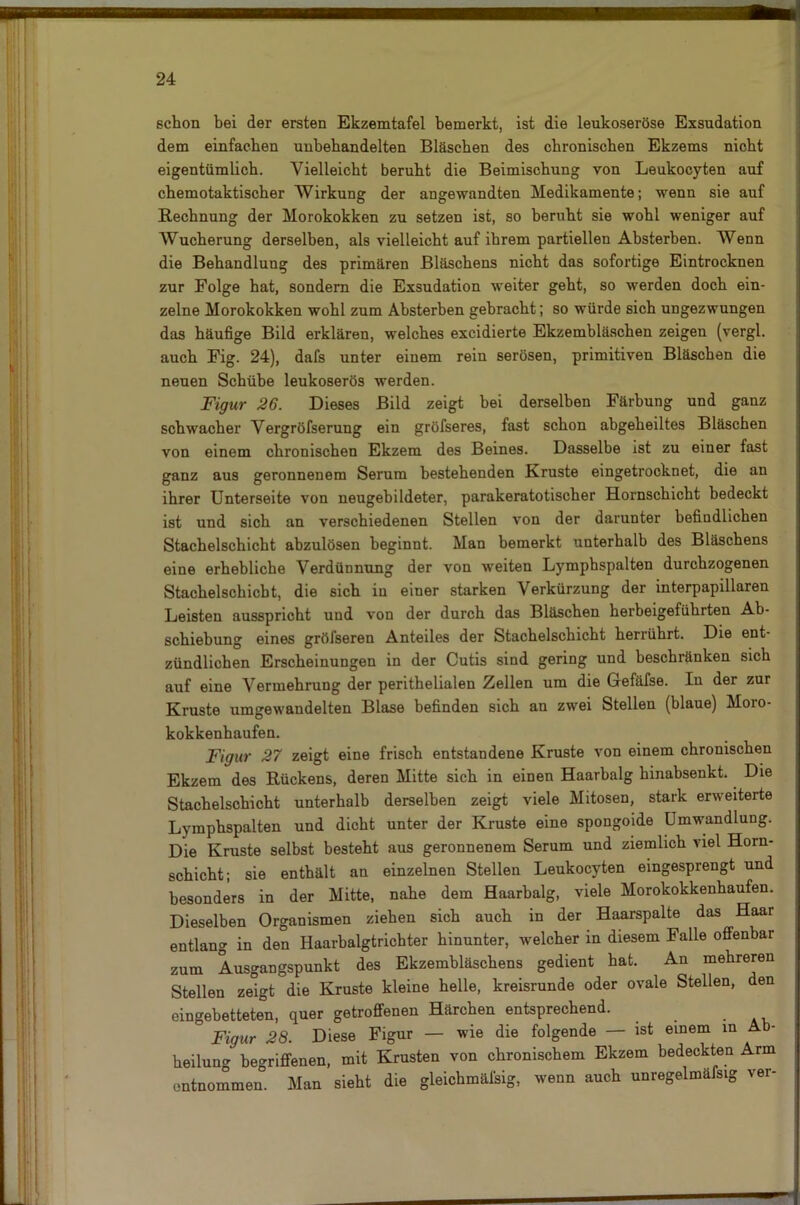 schon bei der ersten Ekzemtafel bemerkt, ist die lenkoseröse Exsudation dem einfachen unbehandelten Bläschen des chronischen Ekzems nicht eigentümlich. Vielleicht beruht die Beimischung von Leukocyten auf chemotaktischer Wirkung der angewandten Medikamente; wenn sie auf Rechnung der Morokokken zu setzen ist, so beruht sie wohl weniger auf Wucherung derselben, als vielleicht auf ihrem partiellen Absterben. Wenn die Behandlung des primären Bläschens nicht das sofortige Eintrocknen zur Folge hat, sondern die Exsudation weiter geht, so werden doch ein- zelne Morokokken wohl zum Absterben gebracht; so würde sich ungezwungen das häufige Bild erklären, welches excidierte Ekzembläschen zeigen (vergl. auch Fig. 24), dafs unter einem rein serösen, primitiven Bläschen die neuen Schübe leukoserös werden. Figur 26. Dieses Bild zeigt bei derselben Färbung und ganz schwacher Vergröfserung ein gröfseres, fast schon abgeheiltes Bläschen von einem chronischen Ekzem des Beines. Dasselbe ist zu einer fast ganz aus geronnenem Serum bestehenden Kruste eingetrocknet, die an ihrer Unterseite von neugebildeter, parakeratotischer Hornschicht bedeckt ist und sich an verschiedenen Stellen von der darunter befindlichen Stachelschicht abzulösen beginnt. Man bemerkt unterhalb des Bläschens eine erhebliche Verdünnung der von weiten Lymphspalten durchzogenen Stachelschicbt, die sich in einer starken Verkürzung der interpapillaren Leisten ausspricht und von der durch das Bläschen herbeigeführten Ab- schiebung eines gröfseren Anteiles der Stachelschicht herrührt. Die ent- zündlichen Erscheinungen in der Cutis sind gering und beschränken sich auf eine Vermehrung der perithelialen Zellen um die Gefäfse. In der zur Kruste umgewandelten Blase befinden sich an zwei Stellen (blaue) Moro- kokkenhaufen. Figur 27 zeigt eine frisch entstandene Kruste von einem chronischen Ekzem des Rückens, deren Mitte sich in einen Haarbalg hinabsenkt. Die Stachelschicht unterhalb derselben zeigt viele Mitosen, stark erweiterte Lymphspalten und dicht unter der Kruste eine spongoide Umwandlung. Die Kruste selbst besteht aus geronnenem Serum und ziemlich viel Horn- schicht; sie enthält an einzelnen Stellen Leukocyten eingesprengt und besonders in der Mitte, nahe dem Haarbalg, viele Morokokkenhaufen. Dieselben Organismen ziehen sich auch in der Haarspalte das Haar entlang in den Haarbalgtrichter hinunter, welcher in diesem Falle offenbar zum Ausgangspunkt des Ekzembläschens gedient hat. An mehreren Stellen zeigt die Kruste kleine helle, kreisrunde oder ovale Stellen, den eingebetteten, quer getroffenen Härchen entsprechend. . Figur 28. Diese Figur — wie die folgende — ist einem in Ab- heilung begriffenen, mit Krusten von chronischem Ekzem bedeckten Arm entnommen. Man sieht die gleichmäfsig, wenn auch unregelmäfsig ver-