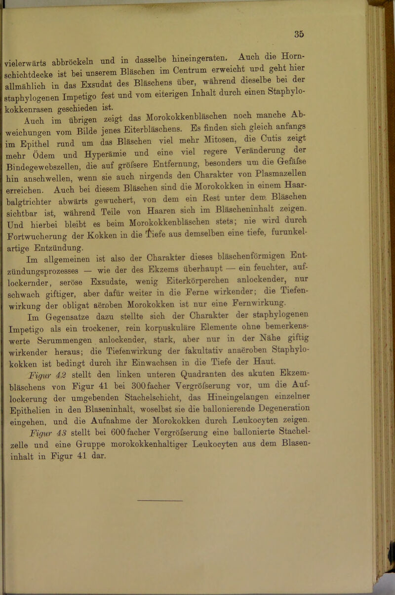 vielerwärts abbröckeln und in dasselbe hineingeraten. Auch die Horn- schicbtdecke ist bei nnserem Bläschen im Centrum erweicht und gebt hier allmählich in das Exsudat des Bläschens über, während dieselbe bei der stapbylogenen Impetigo fest nnd vom eiterigen Inhalt durch einen Stap y o- kokkenrasen geschieden ist. . , Auch im übrigen zeigt das Morokokkenbläschen noch manche Ab- weichungen vom Bilde jenes Eiterbläschens. Es finden sich gleich anfangs im Epithel rund um das Bläschen viel mehr Mitosen, die Cutis zeigt mehr Ödem und Hyperämie und eine viel regere Veränderung er Bindegewebszellen, die auf gröfsere Entfernung, besonders um die Gefafse hin anschwellen, wenn sie auch nirgends den Charakter von Plasmazellen erreichen. Auch bei diesem Bläschen sind die Morokokken m einem Haar- balgtrichter abwärts gewuchert, von dem ein Rest unter dem Bläschen sichtbar ist, während Teile von Haaren sich im Bläscheninhalt zeigen. Und hierbei bleibt es beim Morokokkenbläschen stets; me wird durch Eortwucherung der Kokken in die tfiefe aus demselben eine tiefe, furunkel- artige Entzündung. Im allgemeinen ist also der Charakter dieses bläschenförmigen Ent- zündungsprozesses — wie der des Ekzems überhaupt — ein feuchter, auf- lockemder, seröse Exsudate, wenig Eiterkörperchen anlockender, nur schwach giftiger, aber dafür weiter in die Ferne wirkender; die Tiefen- wirkung der obligat aöroben Morokokken ist nur eine Fernwirkung. Im Gegensätze dazu stellte sich der Charakter der staphylogenen Impetigo als ein trockener, rein korpuskulare Elemente ohne bemerkens- werte Serummengen anlockender, stark, aber nur in der Nähe giftig wirkender heraus; die Tiefenwirkung der fakultativ anaöroben Staphylo- kokken ist bedingt durch ihr Einwachsen in die Tiefe der Haut. Figur 42 stellt den linken unteren Quadranten des akuten Ekzem- bläschens von Figur 41 bei 300facher Vergröfserung vor, um die Auf- lockerung der umgebenden Stachelschicht, das Hineingelangen einzelner Epithelien in den Blaseninhalt, woselbst sie die ballonierende Degeneration eingehen, und die Aufnahme der Morokokken durch Leukocyten zeigen. Figur 43 stellt bei 600 facher Vergröfserung eine ballonierte Stachel- zelle und eine Gruppe morokokkenhaltiger Leukocyten aus dem Blasen- inhalt in Figur 41 dar.