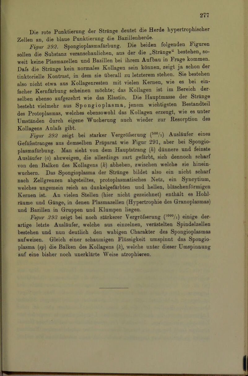 Die rote Punktierung der Stränge deutet die Herde hypertrophischer Zellen an, die blaue Punktierung die Bazillenherde. Figur 292. Spongioplasmafärbung. Die beiden folgenden Figuren sollen die Substanz veranschaulichen, aus der die „Stränge“ bestehen, so- weit keine Plasmazellen und Bazillen bei ihrem Aufbau m Frage kommen. Dafs die Stränge kein normales Kollagen sein können, zeigt ja schon der tinktorielle Kontrast, in dem sie überall zu letzterem stehen. Sie bestehen also nicht etwa aus Kollagenresten mit vielen Kernen, wie es bei ein- facher Kernfärbung scheinen möchte; das Kollagen ist im Bereich der- selben ebenso aufgezehrt wie das Elastin. Die Hauptmasse der Stränge besteht vielmehr aus Sp o ngioplasma, jenem wichtigsten Bestandteil des Protoplasmas, welches ebensowohl das Kollagen erzeugt, wie es unter Umständen durch eigene Wucherung auch wieder zur Resorption des Kollagens Anlafs gibt. Figur 292 zeigt bei starker Vergröfserung (o0%) Ausläufer eines Gefäfsstranges aus demselben Präparat wie Figur 291, aber bei Spongio- plasmafärbung. Man sieht von dem Hauptstrang (A) dünnere und feinste Ausläufer (a) abzweigen, die allerdings zart gefärbt, sich dennoch scharf von den Balken des Kollagens (&) abheben, zwischen welche sie hinein- wuchern. Das Spongioplasma der Stränge bildet also ein nicht scharf nach Zellgrenzen ahgeteiltes, protoplasmatisches Netz, ein Syncytium, welches ungemein reich an dunkelgefärbten und hellen, bläschenförmigen Kernen ist. An vielen Stellen (hier nicht gezeichnet) enthält e3 Hohl- räume und Gänge, in denen Plasmazellen (Hypertrophie des Granoplasmas) und Bazillen in Gruppen und Klumpen liegen. Figur 293 zeigt bei noch stärkerer Vergröfserung (lOÜ%) einige der- artige letzte Ausläufer, welche aus einzelnen, verästelten Spindelzellen bestehen und nun deutlich den wabigen Charakter des Spongioplasmas aufweisen. Gleich einer schaumigen Flüssigkeit umspinnt das Spongio- plasma (s2>) die Balken des Kollagens (&), welche unter dieser Umspinnung auf eine bisher noch unerklärte Weise atrophieren.