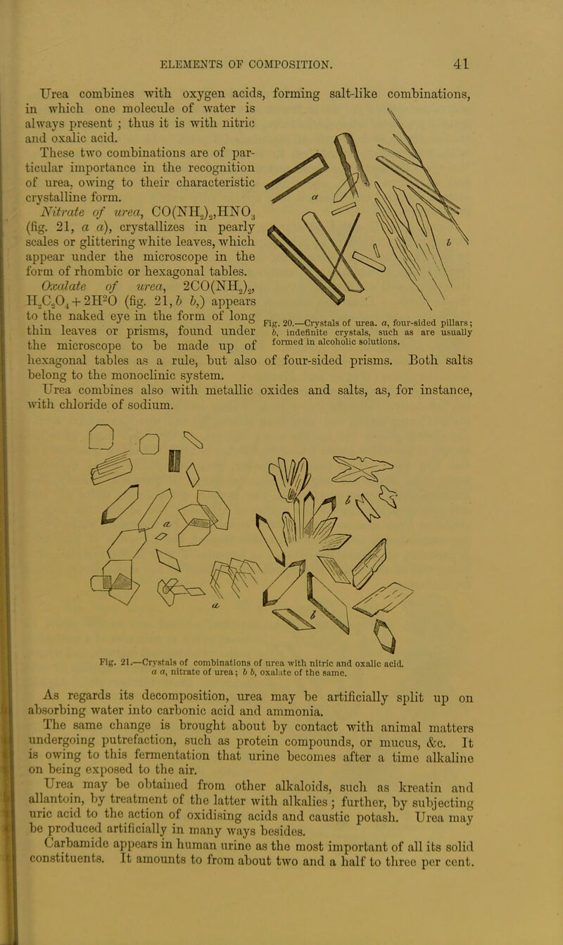 Urea combines with oxygen acids, forming salt-like combinations, in which one molecule of water is always present ; thus it is with nitric and oxalic acid. These two combinations are of par- ticular importance in the recognition of urea, owing to their characteristic crystalline form. Nitrate of urea, CO(UH2)2,IIiN03 (fig. 21, a a), crystallizes in pearly scales or glittering white leaves, which appear under the microscope in the form of rhombic or hexagonal tables. Oxalate of urea, 2CO(UH2)2, H.CA + 2H20 (fig. 21, b b,) appears to the naked eye in the form of long thin leaves or prisms, found under the microscope to be made up of hexagonal tables as a rule, but also belong to the monoclinic system. Urea combines also with metallic with chloride of sodium. Fig. 20.—Crystals of urea, a, four-sided pillars; 6, indefinite crystals, such as are usually formed in alcoholic solutions. of four-sided prisms. Both salts oxides and salts, as, for instance, Fig. 21.—Crystals of combinations of urea with nitric and oxalic acid. a a, nitrate of urea; b b, oxalate of the same. As regards its decomposition, urea may be artificially split up on absorbing water into carbonic acid and ammonia. The same change rs brought about by contact with animal matters undergoing putrefaction, such as protein compounds, or mucus, &c. It is owing to this fermentation that urine becomes after a time alkaline on being exposed to the air. Urea may be obtained from other alkaloids, such as kreatin and allantoin, by treatment of the latter with alkalies j further, by subjecting uric acid to the action of oxidising acids and caustic potash. Urea may be produced artificially in many ways besides. Carbamide appears in human urine as the most important of all its solid constituents. It amounts to from about two and a half to three per cent.