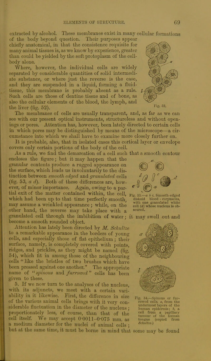 Fig. 52. extracted by alcohol. These membranes exist in many cellular formations of the body beyond question. Their purposes appear chiefly anatomical, in that the consistence requisite for many animal tissues is, as we know by experience, greater than could be yielded by the soft protoplasm of the cell- body alone. Where, however, the individual cells are widely separated by considerable quantities of solid intermedi- ate substance, or where just the reverse is the case, and they are suspended in a liquid, forming a fluid- tissue, this membrane is probably absent as a rule. Such cells are those of dentine tissue and of bone, as also the cellular elements of the blood, the lymph, and the liver (fig. 52). The membranes of cells are usually transparent, and, as far as we can see with our present optical instruments, structureless and without open- ings or pores. Attention has, however, been lately directed to certain cells in which pores may be distinguished by means of the microscope—a cir- cumstance into which we shall have to examine more closely further on. It is probable, also, that in isolated cases this cortical layer or envelope covers only certain portions of the body of the cell. As a rule, we find the demarcation of a cell such that a smooth contour encloses the figure; but it may happen that the granular contents produce a rugged appearance on the surface, which leads us involuntarily to the dis- tinction between smooth edged and granulated cells (fig. 53, a d). Eoth of these differences are, how- ever, of minor importance. Again, owing to a par- tial exit of the matter contained within, the cell, Fig. 53.'-« & c, Smooth-edged which had been up to that time perfectly smooth, may assume a wrinkled appearance; while, on the other hand, the reverse may take place with a granulated cell through the imbibition of water; it may swell out and become a smooth rounded object. Attention has lately been directed by M. Schultze to a remarkable appearance in the borders of young cells, and especially those of flat epithelium; then- surface, namely, is completely covered with points, ridges, and prickles, as they might be named (fig. 54), which fit in among those of the neighbouring cells “like the bristles of two brushes which have been pressed against one another.” The appropriate name of “ spinous and f urrowed ” cells has been given to these. 5. If we now turn to the analyses of the nucleus, with its adjuncts, we meet with a certain vari- ability in it likewise. First, the difference in size of the various animal cells brings with it very con- siderable fluctuation in the diameter of the nucleus; proportionately less, of course, than that of the cell itself. We may accept 0‘0011-0-075 mm. as a medium diameter for the nuclei of animal cells ; but at the same time, it must be borne in mind that some may be found diskoid blood - corpuscles, with one granulated white cell (d) whose nucleus is ob- scured. Fig. 54.—Spinous or fur- rowed cells, a, from the undermost, layers of tho human epidermis; 5, a cell from a papillary tumour of the human tongue (copied from SchuHie.)