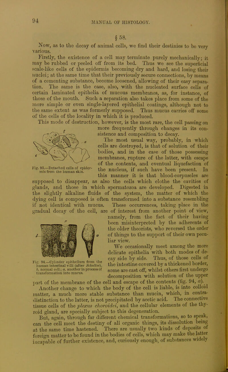 §58. Now, as to the decay of animal cells, we find tlieir destinies to be very various. Firstly, the existence of a cell may terminate purely mechanically; it may be rubbed or peeled off from its bed. Thus we see the superficial scale-like cells of the epidermis becoming dry and hard, and losing their nuclei; at the same time that their previously secure connections, by means of a cementing substance, become loosened, allowing of their easy separa- tion. The same is the case, also, with the nucleated surface cells of certain laminated epithclia of mucous membranes, as, for instance, of those of the mouth. Such a separation also takes place from some of the more simple or even single-layered epithelial coatings, although not to the same extent as was formerly supposed. Thus mucus carries off some of the cells of the locality in which it is produced. This mode of destruction, however, is the most rare, the cell passing on more frequently through changes in its con- sistence and composition to decay. The most usual way, probably, in which cells are destroyed, is that of solution of their bodies, and in the case of those possessing membranes, rupture of the latter, with escape of the contents, and eventual liquefaction of FigmtaiS^ehiSi<lLmW^ the nucleus, if such have been present. In this manner it is that blood-corpuscles are supposed to disappear, as also the cells which clothe the cavities of glands, and those in which spermatozoa are developed. Digested in the slightly alkaline fluids of the system, the matter of which the dying cell is composed is often transformed into a substance resembling if not identical with mucus. These occurrences, taking place in the gradual decay of the cell, are of interest from another point of view, namely, from the fact of their having been misinterpreted by the adherents of the older theorists, who reversed the order of things to the support of their own pecu- liar view. We occasionally meet among the more delicate epithelia with both modes of de- cay side by side. Thus, of those cells of the intestine covered by a thickened border, some are cast off, whilst others first undergo decomposition with solution of the upper part of the membrane of the cell and escape of the contents (fig. 94, #)• Another change to which the body of the cell is liable, is into colloid matter, a much more stable substance than mucin, which, in contra- distinction to the latter, is not precipitated by acetic acid. The connective tissue cells of the, plexus choroidei, and the cellular elements of the thy- roid gland, are specially subject to this degeneration. But, again, through far different chemical transformations, so to speak, can the cell meet the destiny of all organic things, its dissolution being at the same time hastened. There are usually two kinds of deposits of foreign matter to be found in the bodies of cells, which may make the latter incapable of further existence, and, curiously enough, of substances widely r Fi«. 94.—Cylinder epithelium from the human intestinal villi (after Schultze). b, normal cell; a, another in process of transformation into mucus.