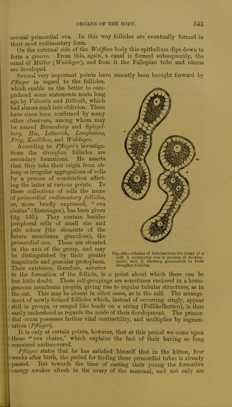 several primordial ova. In this way follicles are eventually formed in their most rudimentary form. On the external side of the Wolffian body this epithelium dips down to form a groove. From this, again, a canal is formed subsequently, the canal of Muller ( Waldeyer), and from are developed. Several very important points have Pfluger in regard to the follicles, it the Fallopian tube and uterus recently been brought forward by in which enable us the better to com- prehend some statements made long ago by Valentin and Billroth, which had almost sunk into oblivion. These have since been confirmed by many other observers, among whom may be named Borsenkorp and Spiegel- berg, His, Letzerich, Langhanns, Frey, Koelliker, and Waldeyer. According to Pfluger's investiga- tions the Graafian follicles are secondary formations. He asserts that they take their origin from ob- long or irregular aggregations of cells by a process of constriction affect- ing the latter at various points. To these collections of cells the name of primordial rudimentary follicles, or, more briefly expressed, “ ova chains” (Eistrangen), has been given (fig. 535). They contain besides peripheral cells of small size and pale colour (the elements of the future membrana granulosa), the primordial ova. These are situated in the axis of the group, and may be distinguished by their greater magnitude and granular protoplasm. Their existence, therefore, anterior to the formation of the follicle, is a point about which there can be but little doubt. These cell-groupings are sometimes enclosed in a homo- geneous membrana propria, giving rise to regular tubular structures, as in the cat. This may be absent in other cases, as in the calf. The arrange- ment of newly-formed follicles which, instead of occurring singly, appear still in groups, or ranged like beads on a string (Follikelketten), is thus easily understood as regards the mode of their development. The primor- dial ovum possesses farther vital contractility, and multiplies by segmen- tation (Pfluger). It is only at certain points, however, that at this period we come upon these “ ova chains,” which explains the fact of their having so long remained undiscovered. Pfluger states that he has satisfied himself that in the kitten, four weeks after birth, the period for finding these primordial tubes is already passed. But towards the time of casting their young the formative energy awakes afresh in the ovary of the mammal, and not only are Fig. 535.—Chains of follicles from the ovary of a calf. 1, containing ova in process of develop- ment; and, 2, showing gemmation to form Graajfian follicles.