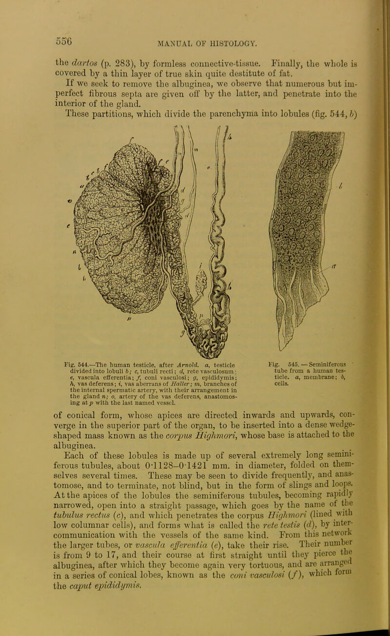 the dartos (p. 283), by formless connective-tissue. Finally, the whole is covered by a thin layer of true skin quite destitute of fat. If we seek to remove the albuginea, we observe that numerous but im- perfect fibrous septa are given off by the latter, and penetrate into the interior of the gland. These partitions, which divide the parenchyma into lobules (fig. 544, b) Fig. 544.—The human testicle, after Arnold, a, testicle divided into lohuli 6; c, tubuli recti; d, rete vasculosum; e, vascula efferentia;/, coni vasculosi; g, epididymis; h, vas deferens; t, vas aberrans of Haller; m, branches of the internal spermatic artery, with their arrangement in the gland n; o, artery of the vas deferens, anastomos- ing at p with the last named vessel. Fig. 545. — Seminiferous tube from a human tes- ticle. a, membrane; b, cells. of conical form, whose apices are directed inwards and upwards, con- verge in the superior part of the organ, to be inserted into a dense wedge- shaped mass known as the corpus Highmori, whose base is attached to the albuginea. Each of these lobules is made up of several extremely long semini- ferous tubules, about 0T128—0T421 mm. in diameter, folded on them- selves several times. These may be seen to divide frequently, and anas- tomose, and to terminate, not blind, but in the form of slings and loops. At the apices of the lobules the seminiferous tubules, becoming rapidly narrowed, open into a straight passage, which goes by the name ot the tubulus rectus (c), and which penetrates the corpus Highmori (lined with low columnar cells), and forms what is called the rete testis (d), by inter- communication with the vessels of the same kind. From this network the larger tubes, or vascula efferentia (e), take their rise. Their number is from 9 to 17, and their course at first straight until they pierce the albuginea, after which they become again very tortuous, and are arranged in a series of conical lobes, known as the coni vasculosi (/), which form the caput epididymis.